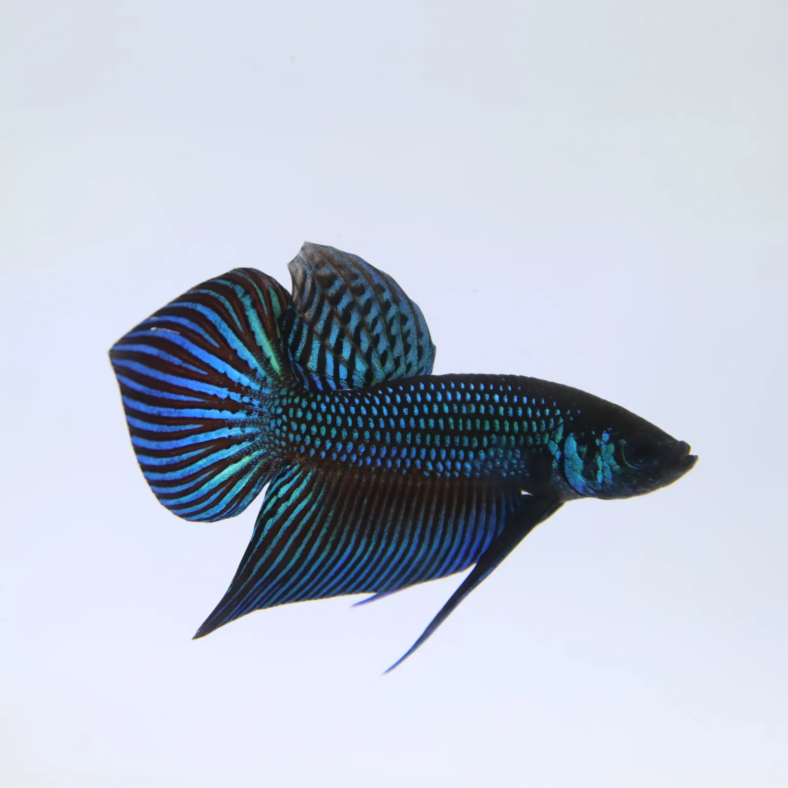 Betta Mahachaiensis Green  Bid media 8