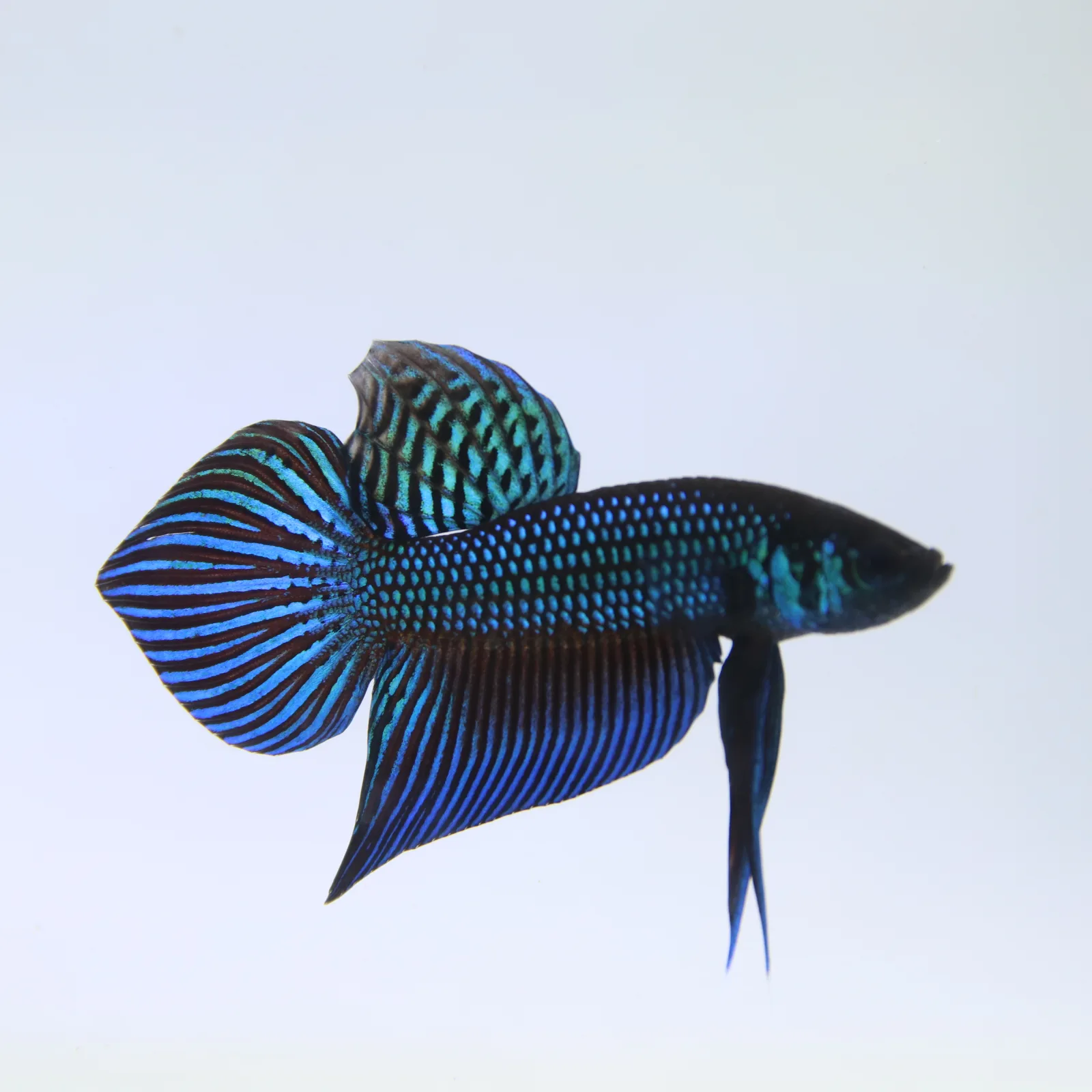 Betta Mahachaiensis Green  Bid media 10
