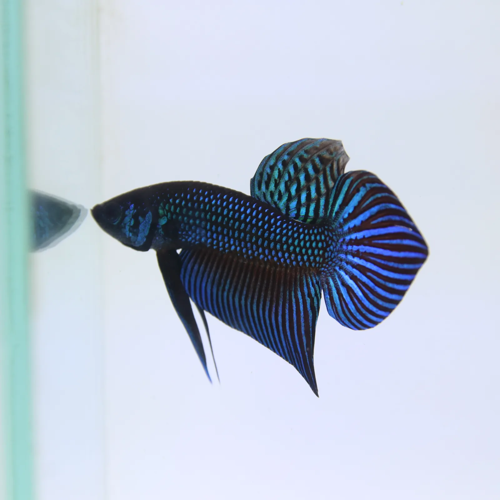 Betta Mahachaiensis Green  Bid media 11