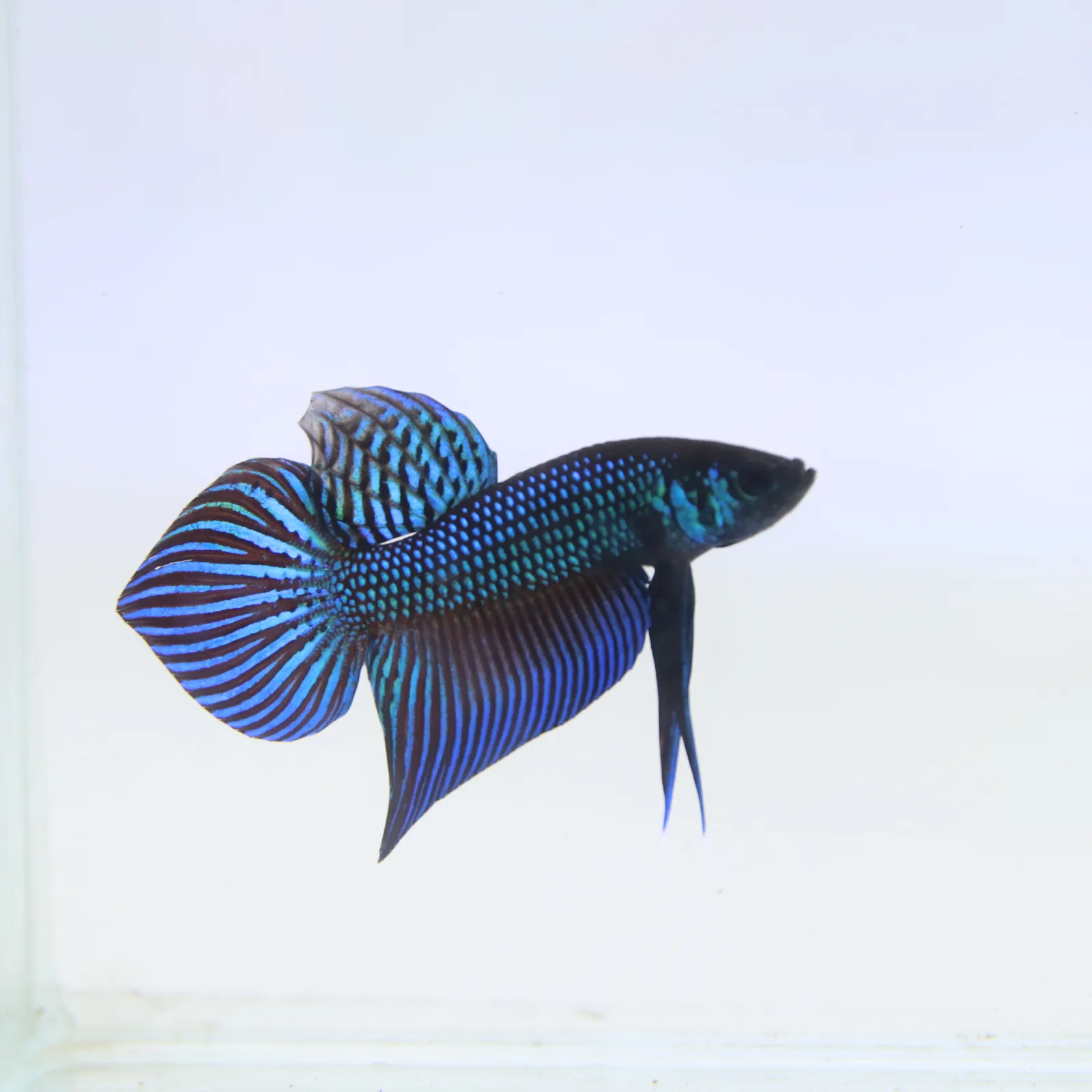 Betta Mahachaiensis Green  Bid media 12