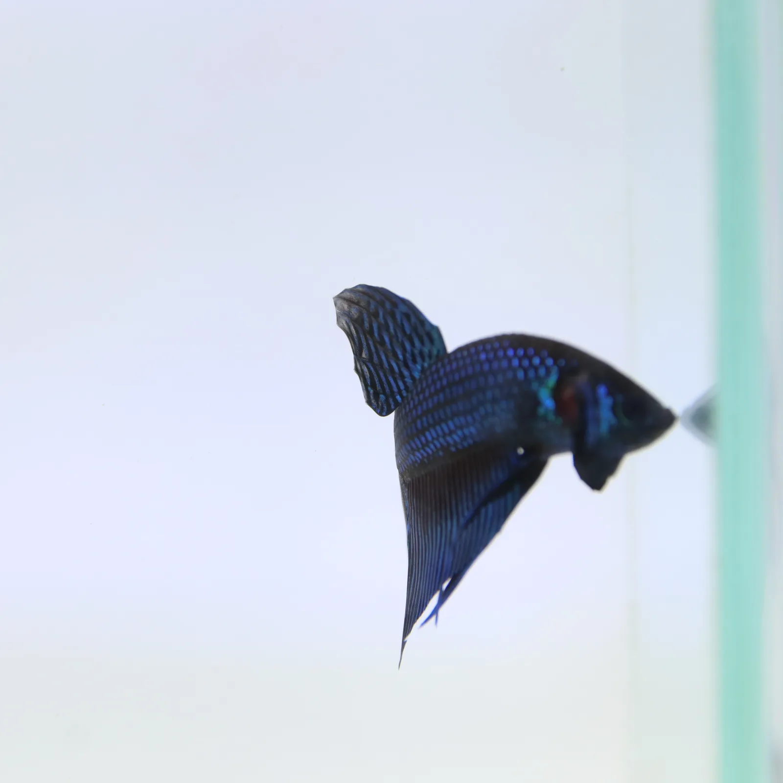 Betta Mahachaiensis Green  Bid media 13