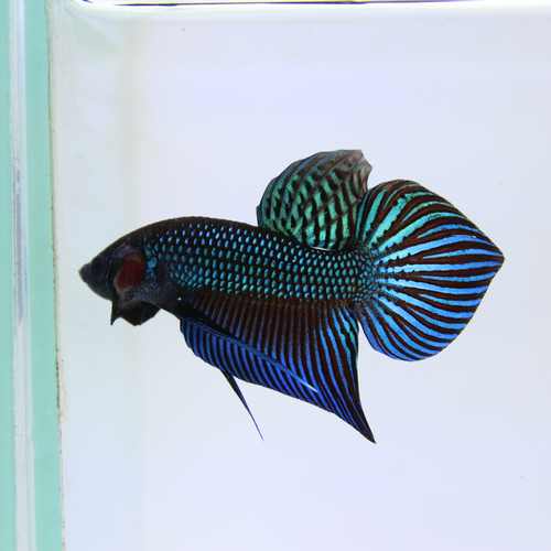 Betta Mahachaiensis Green  Bid