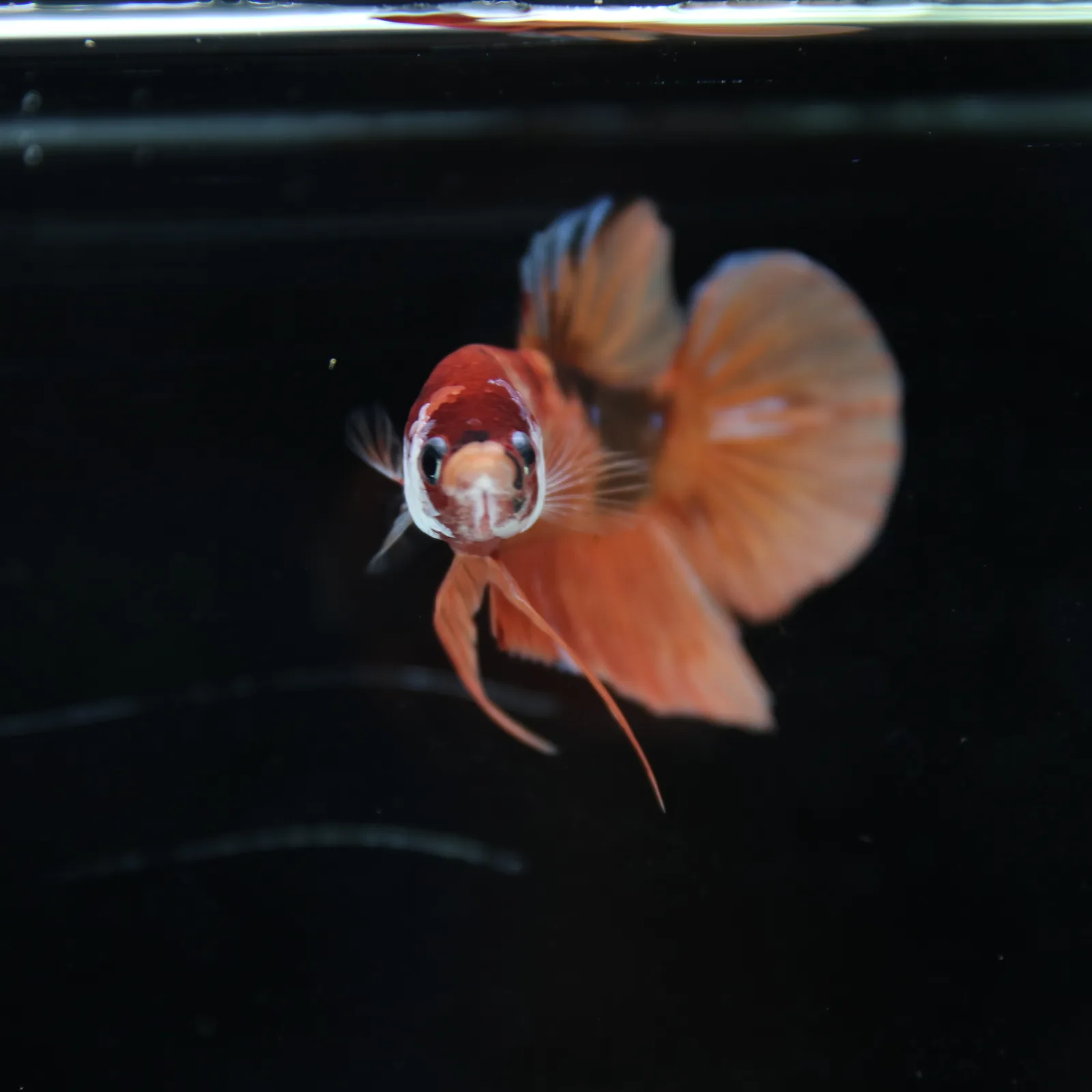 Betta Spendens Fancy Nemo HMPK Male HM-BL-21052026-001 media 2