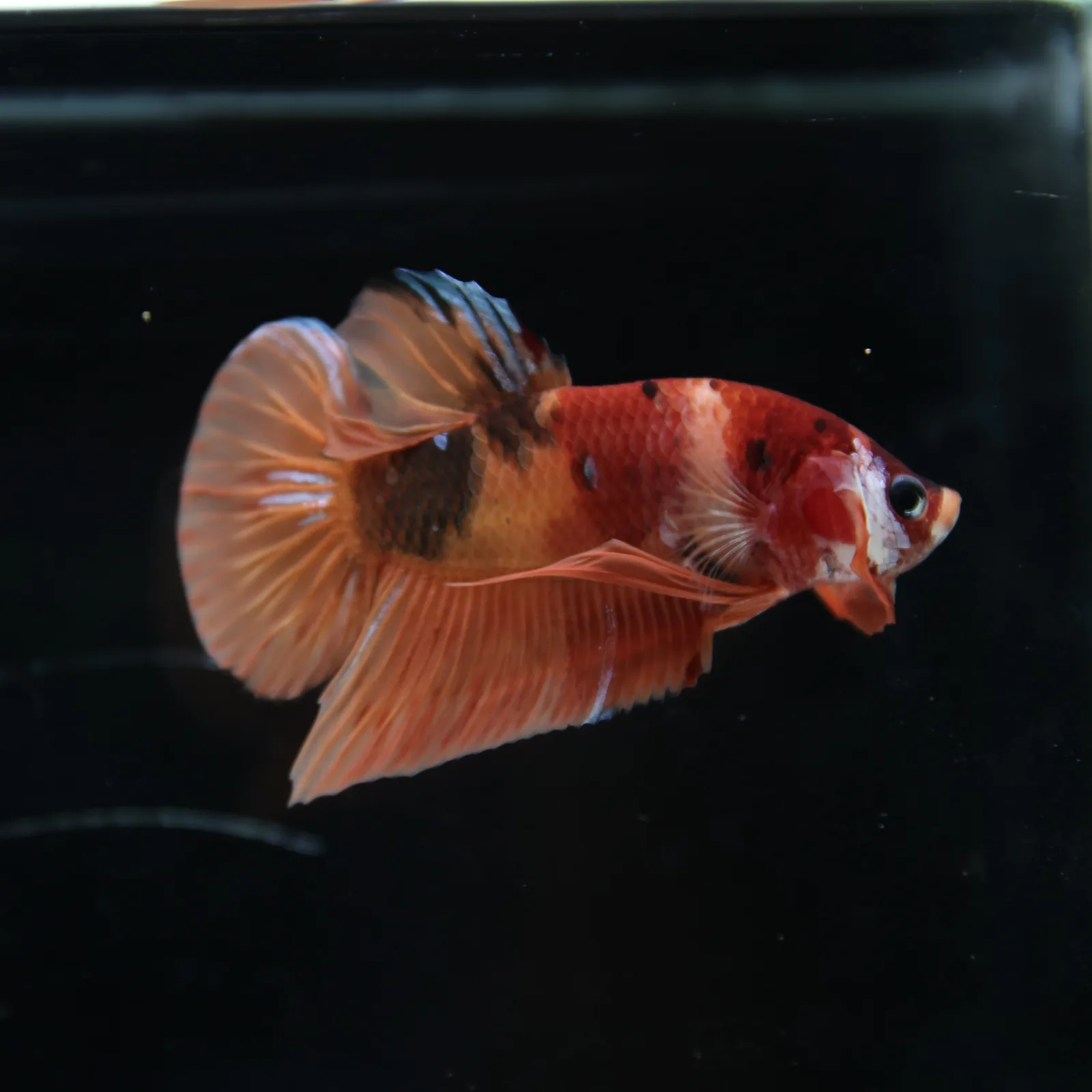 Betta Spendens Fancy Nemo HMPK Male HM-BL-21052026-001 media 3