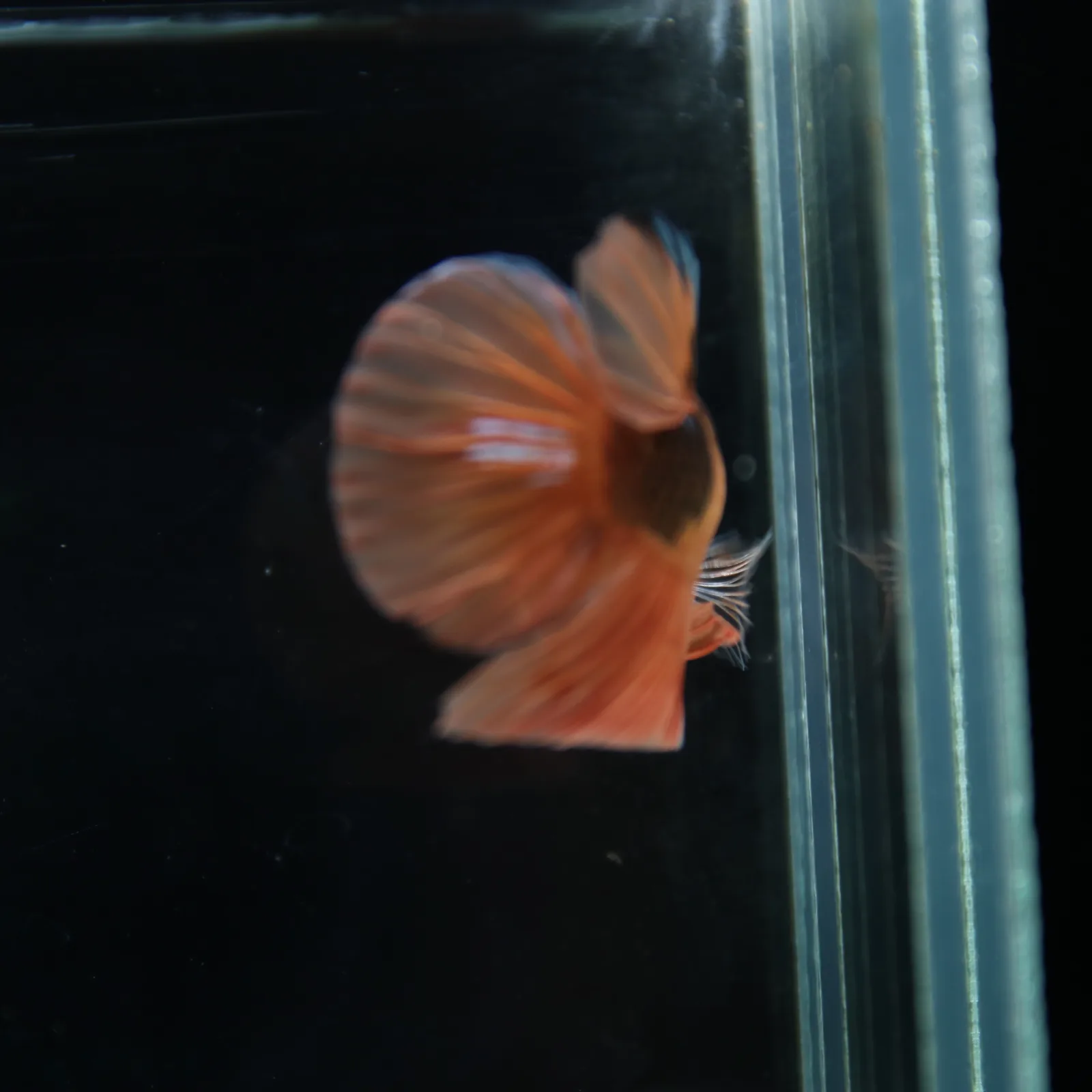 Betta Spendens Fancy Nemo HMPK Male HM-BL-21052026-001 media 4