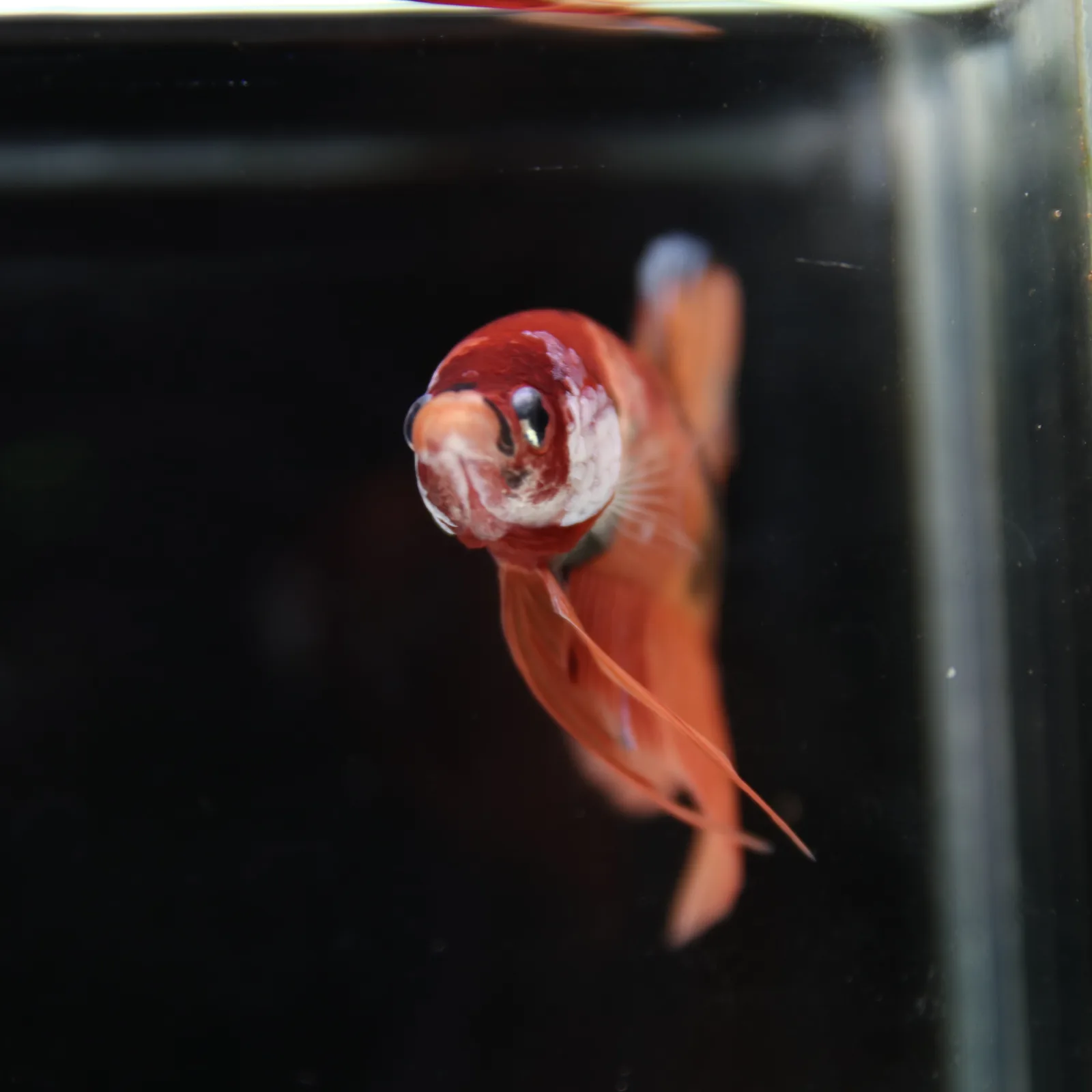 Betta Spendens Fancy Nemo HMPK Male HM-BL-21052026-001 media 5