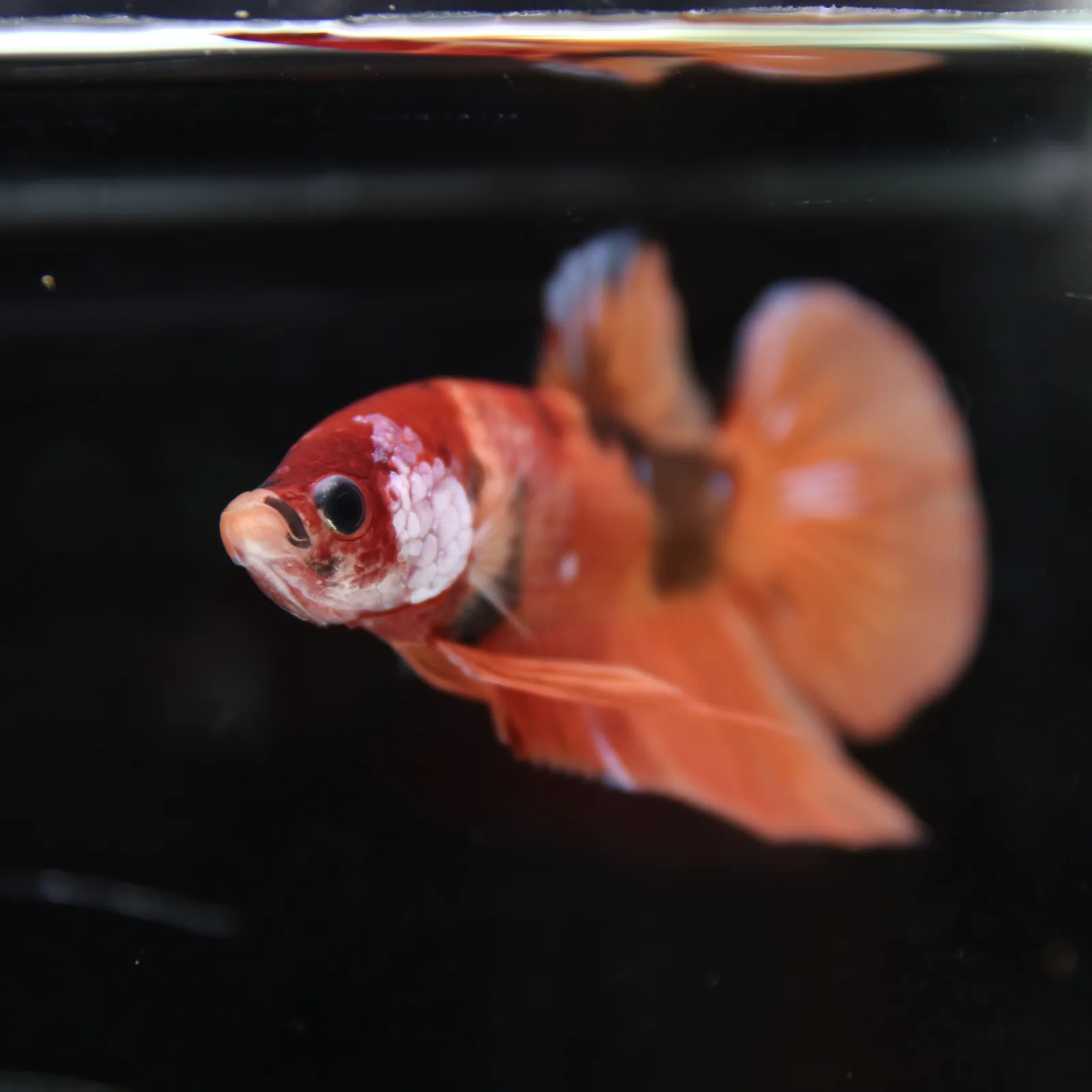 Betta Spendens Fancy Nemo HMPK Male HM-BL-21052026-001 media 6