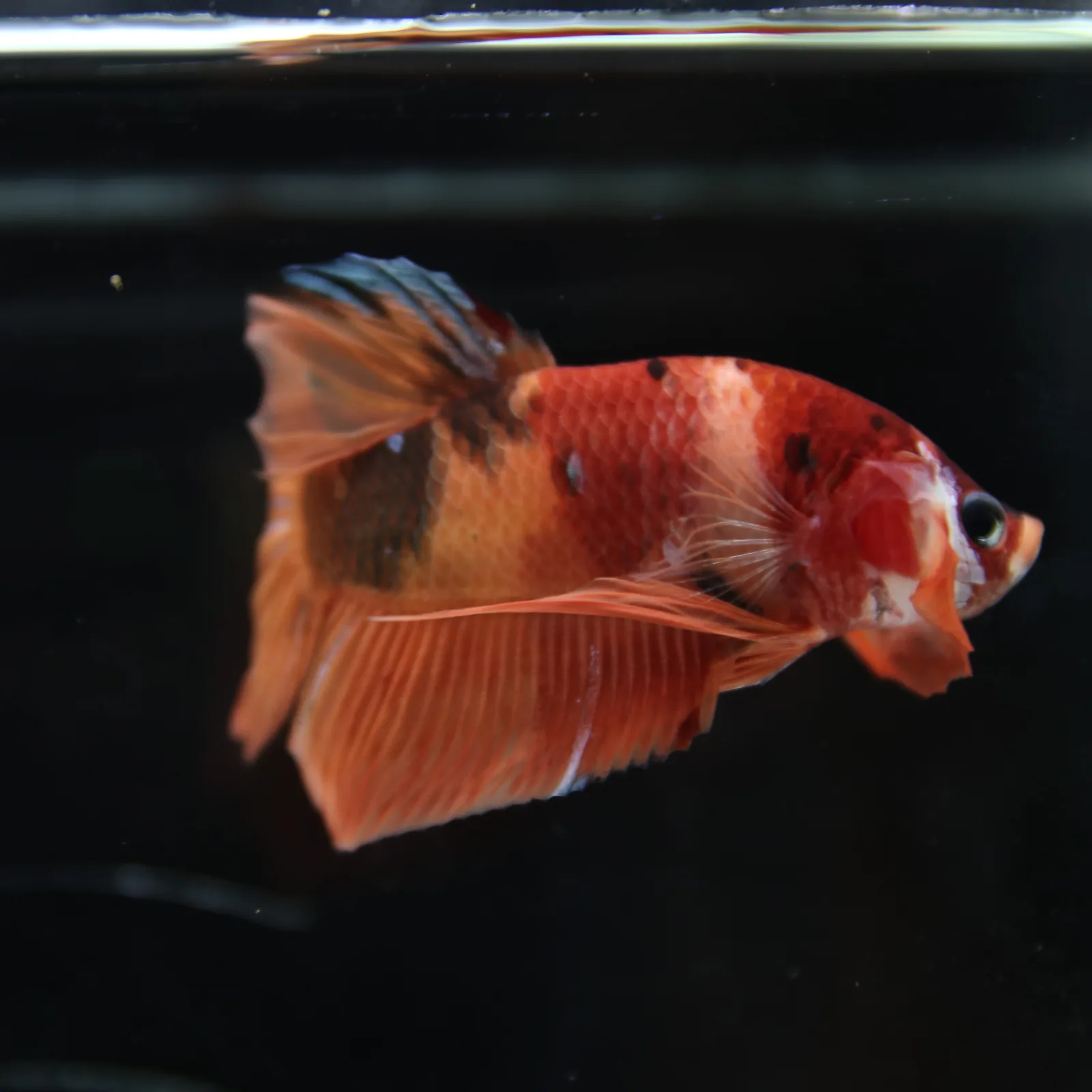 Betta Spendens Fancy Nemo HMPK Male HM-BL-21052026-001 media 7