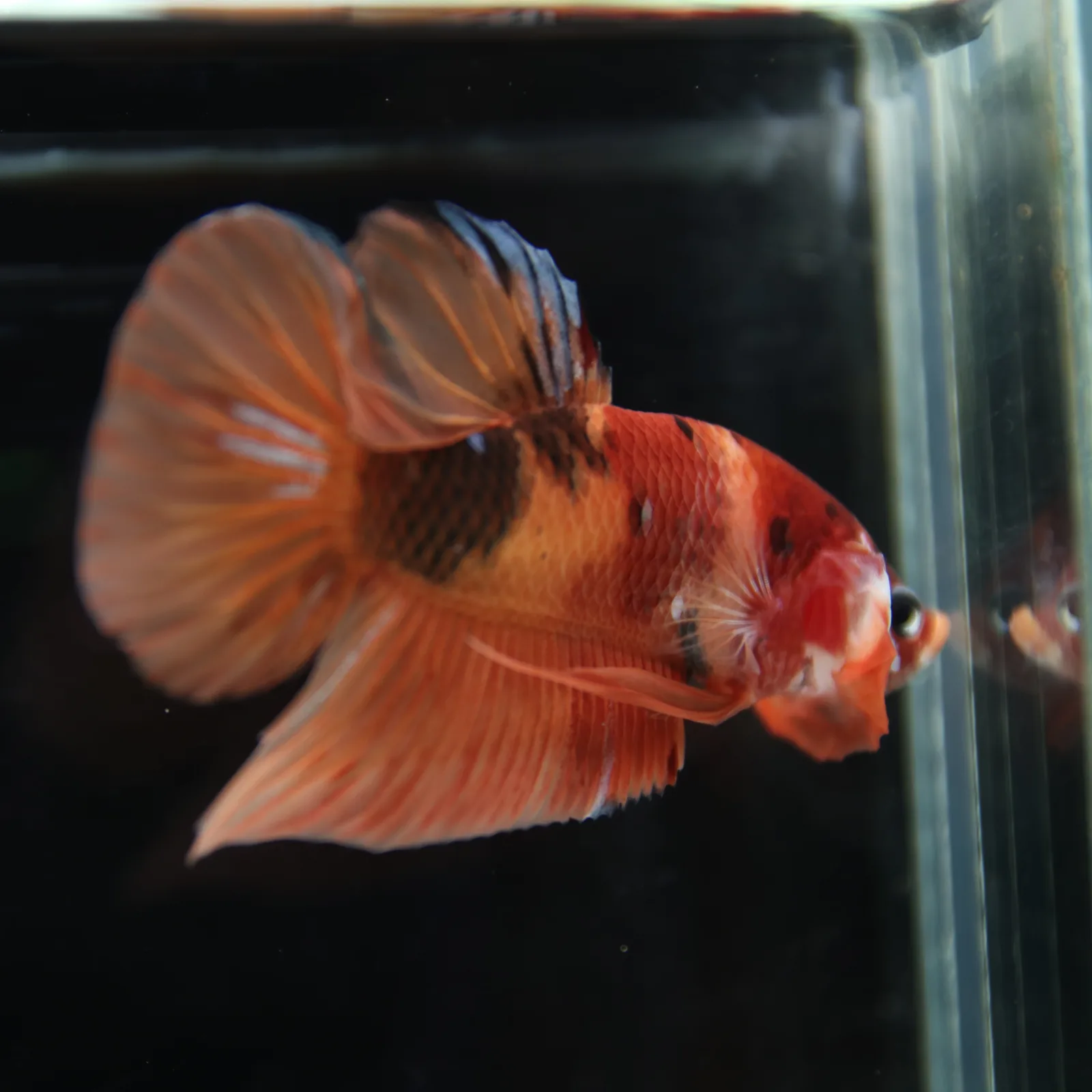 Betta Spendens Fancy Nemo HMPK Male HM-BL-21052026-001 media 8