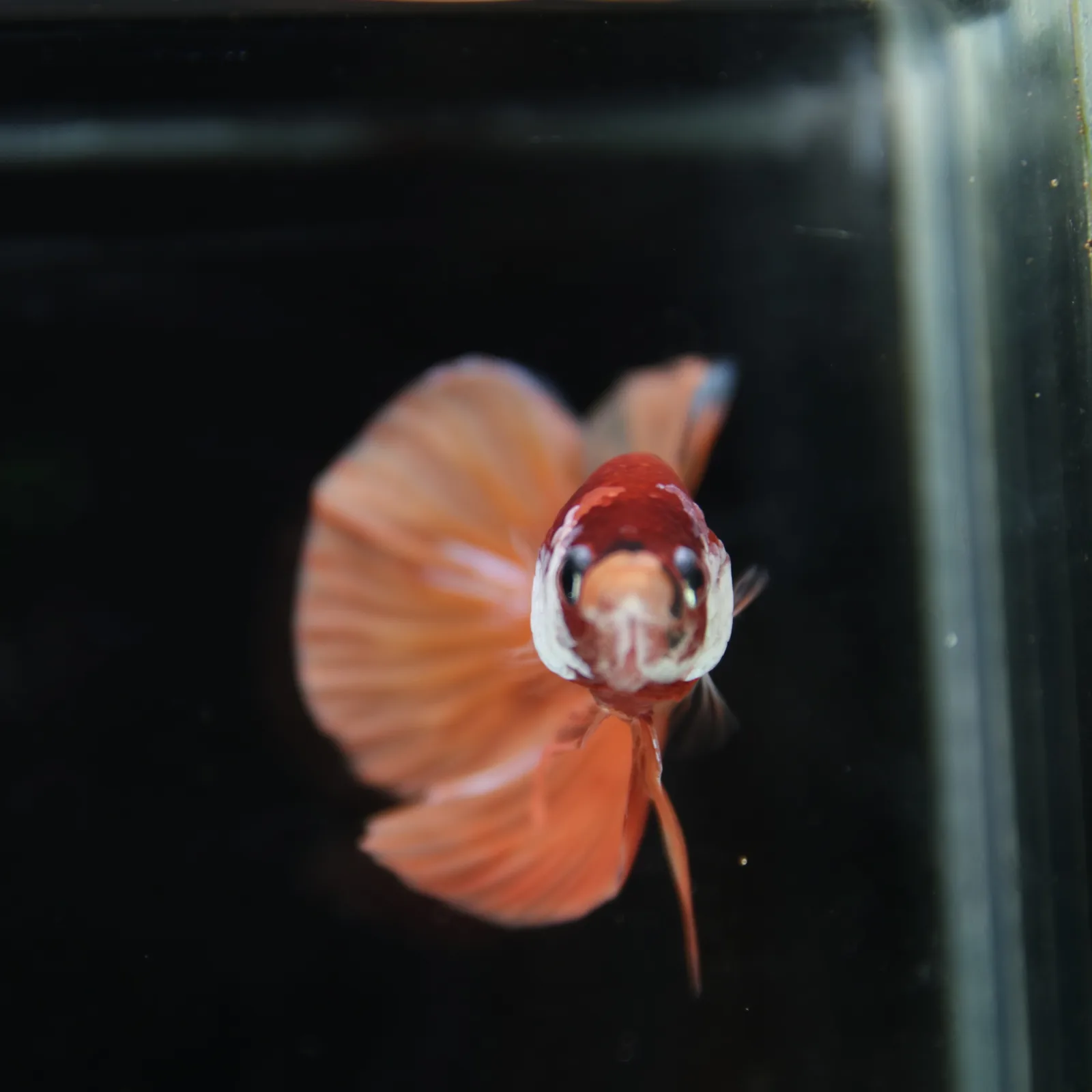 Betta Spendens Fancy Nemo HMPK Male HM-BL-21052026-001 media 9