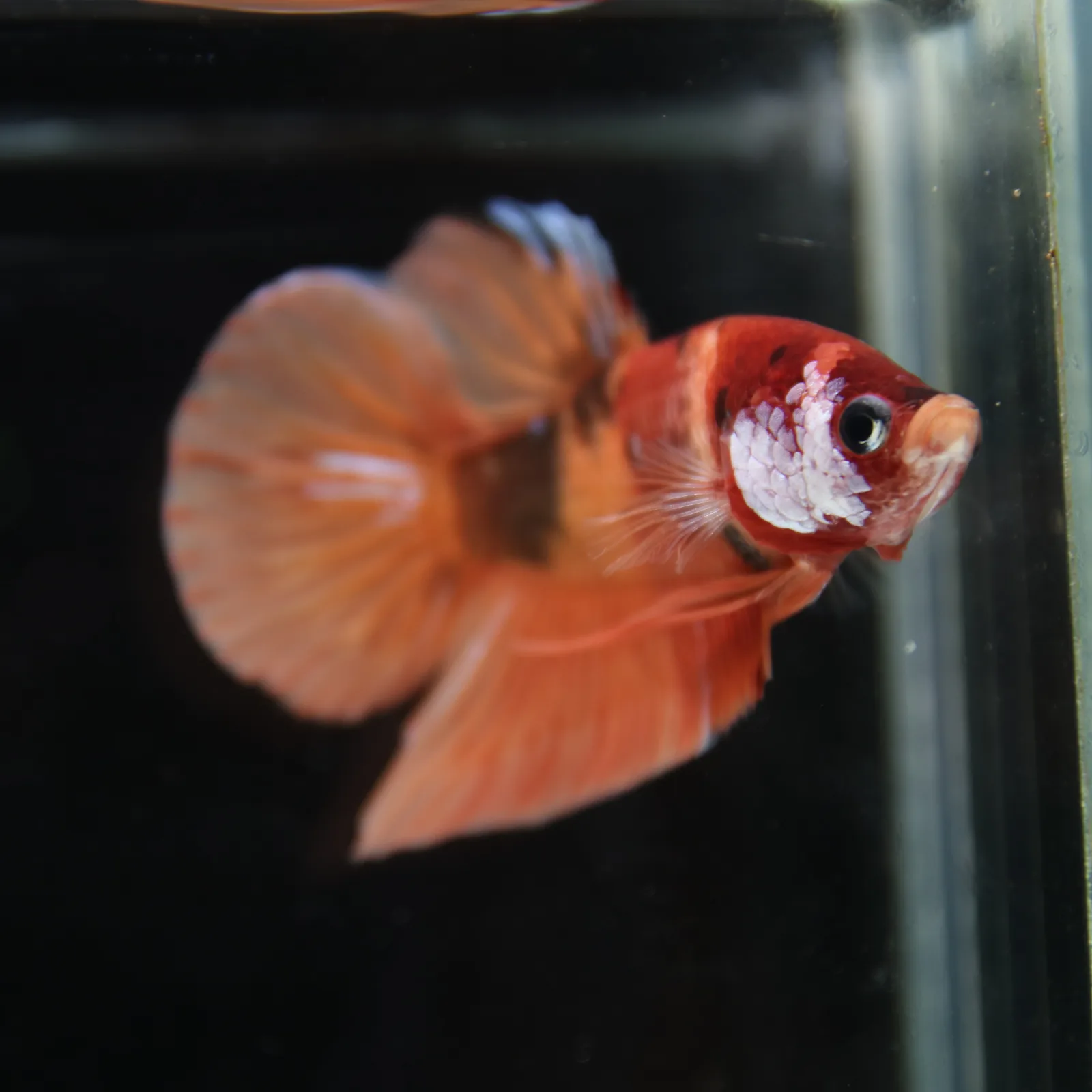 Betta Spendens Fancy Nemo HMPK Male HM-BL-21052026-001 media 10