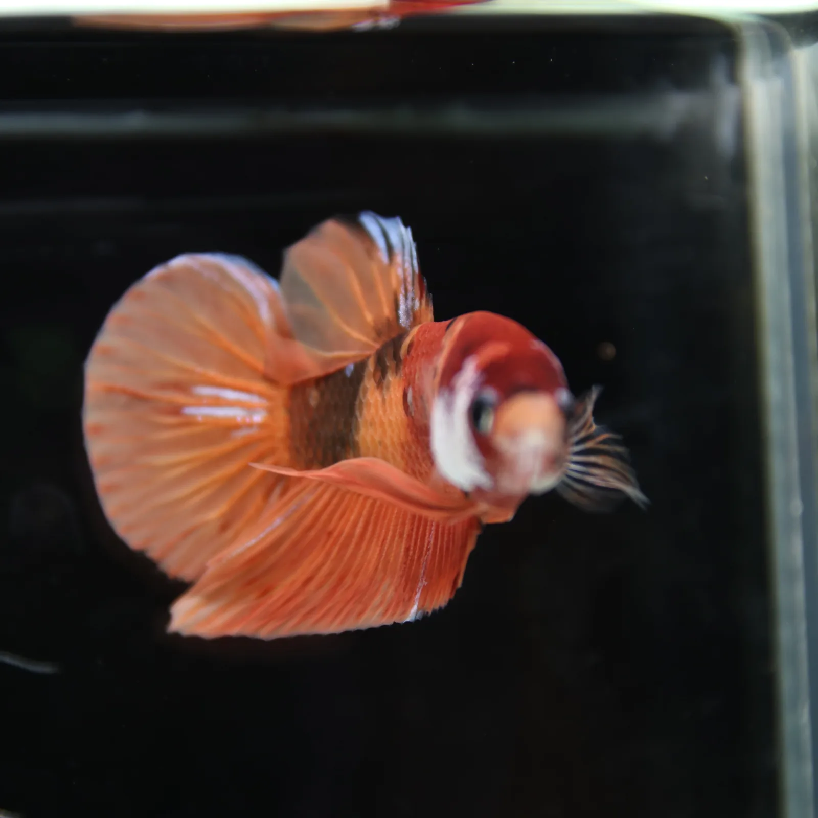 Betta Spendens Fancy Nemo HMPK Male HM-BL-21052026-001 media 11