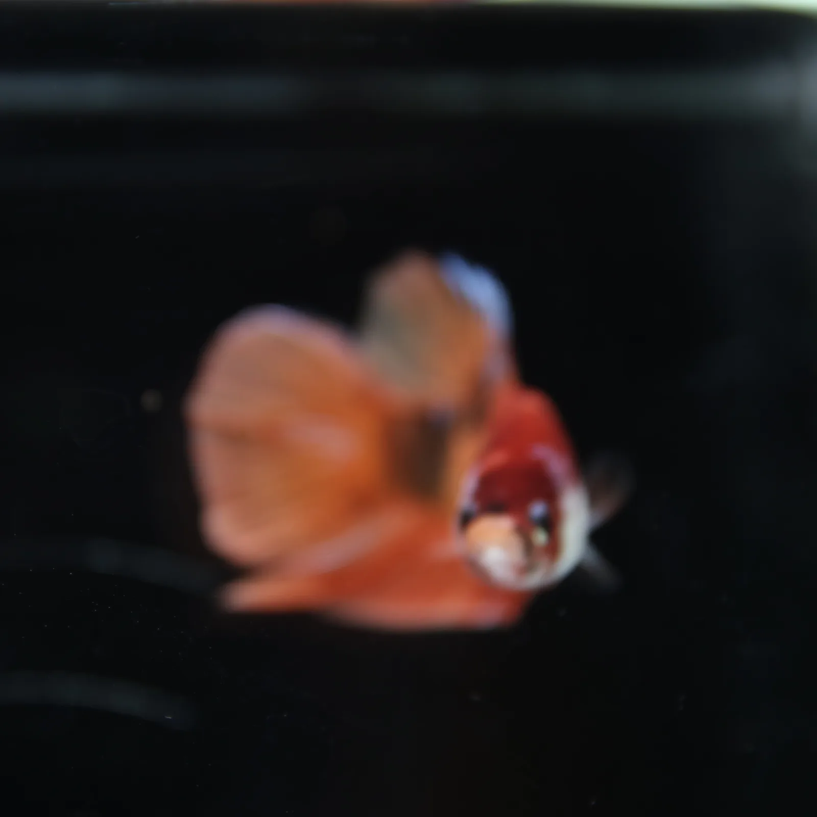 Betta Spendens Fancy Nemo HMPK Male HM-BL-21052026-001 media 12