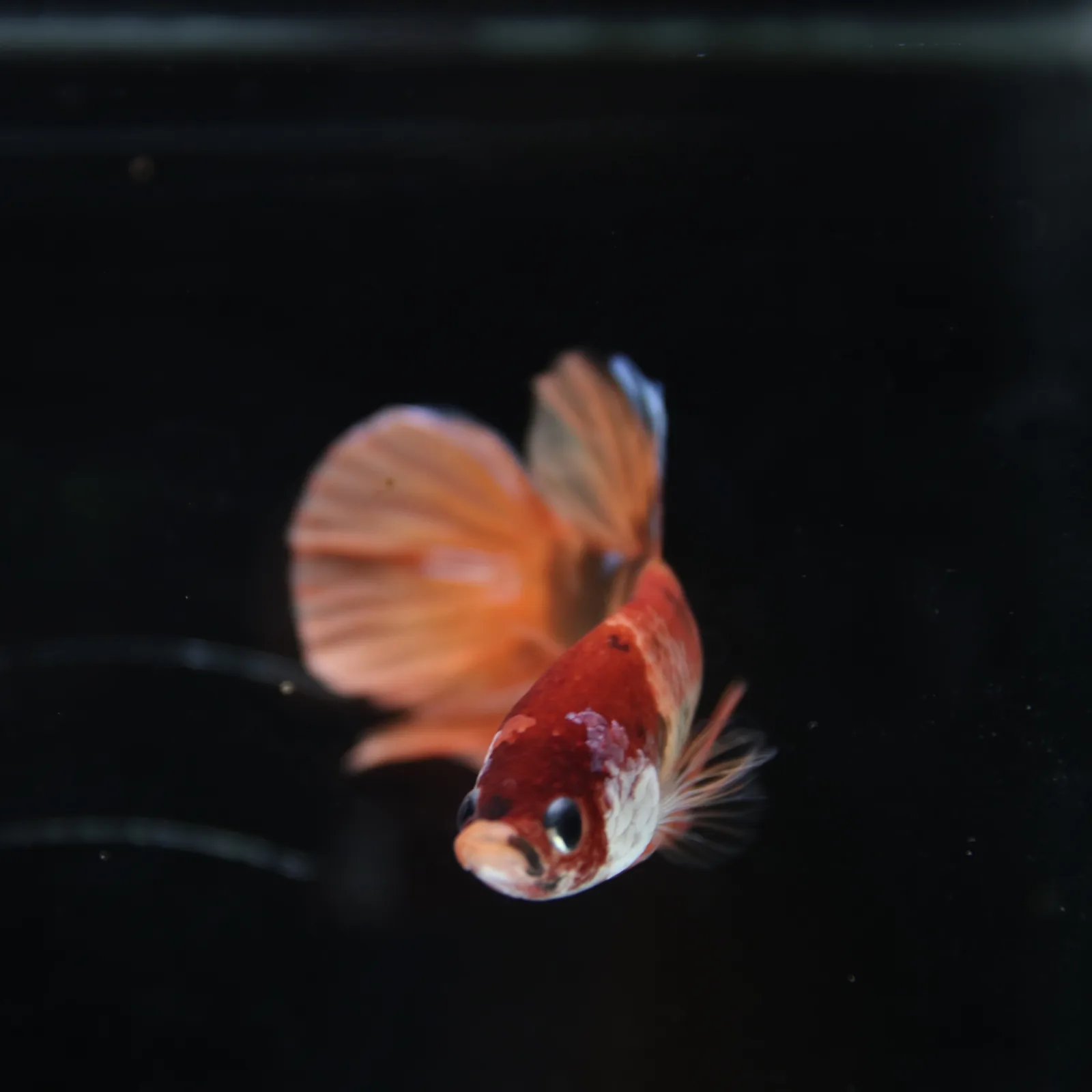 Betta Spendens Fancy Nemo HMPK Male HM-BL-21052026-001 media 13