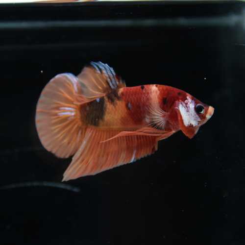 Betta Spendens Fancy Nemo HMPK Male HM-BL-21052026-001