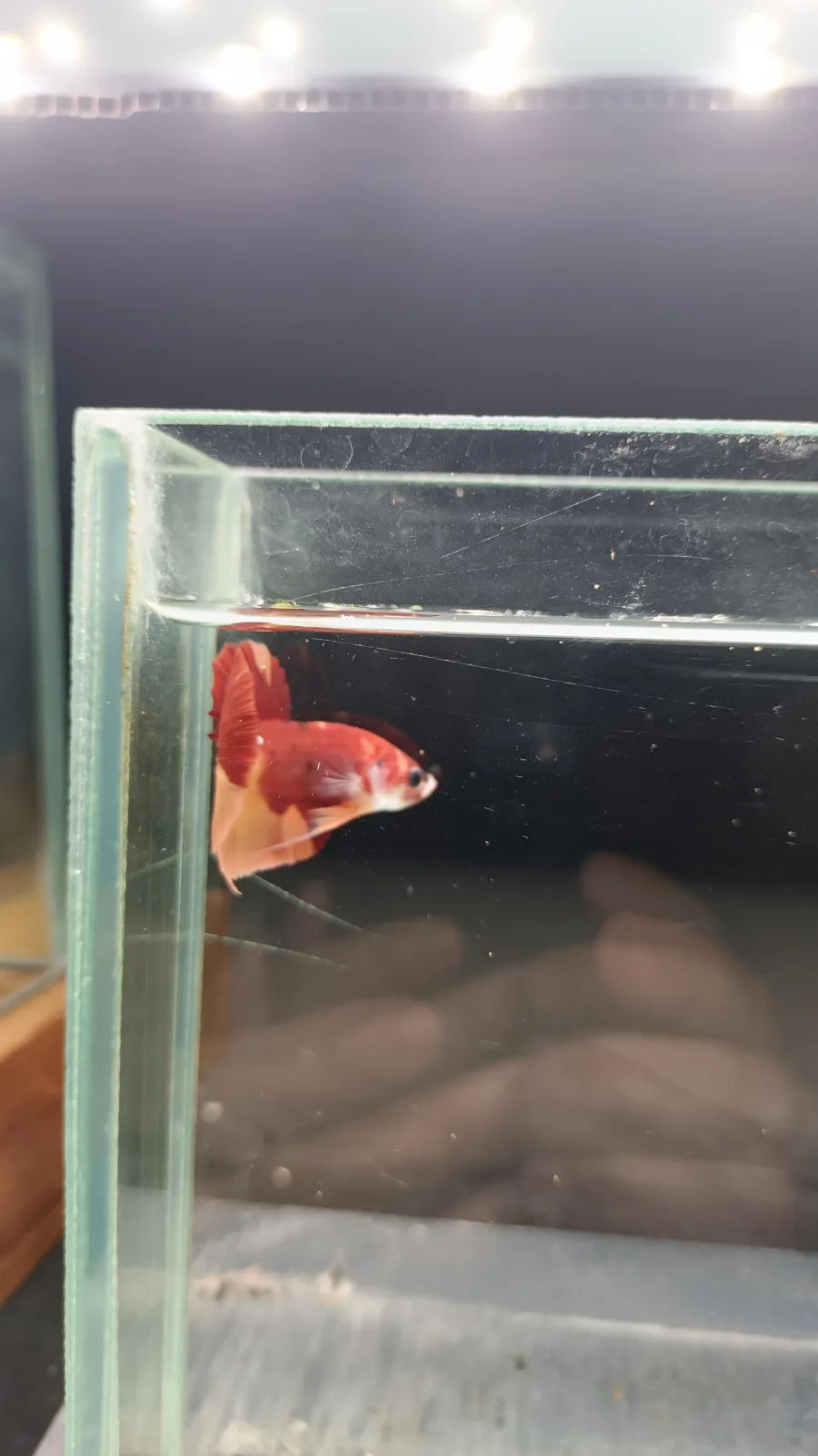 Betta Spendens Fancy Nemo HMPK Male HM-BL-2105226-002 media 2