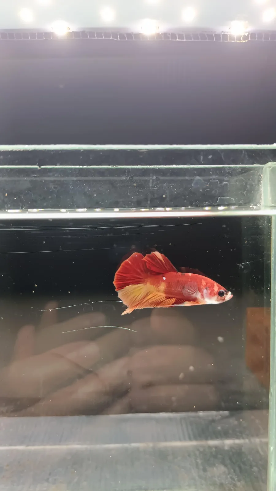 Betta Spendens Fancy Nemo HMPK Male HM-BL-2105226-002 media 3