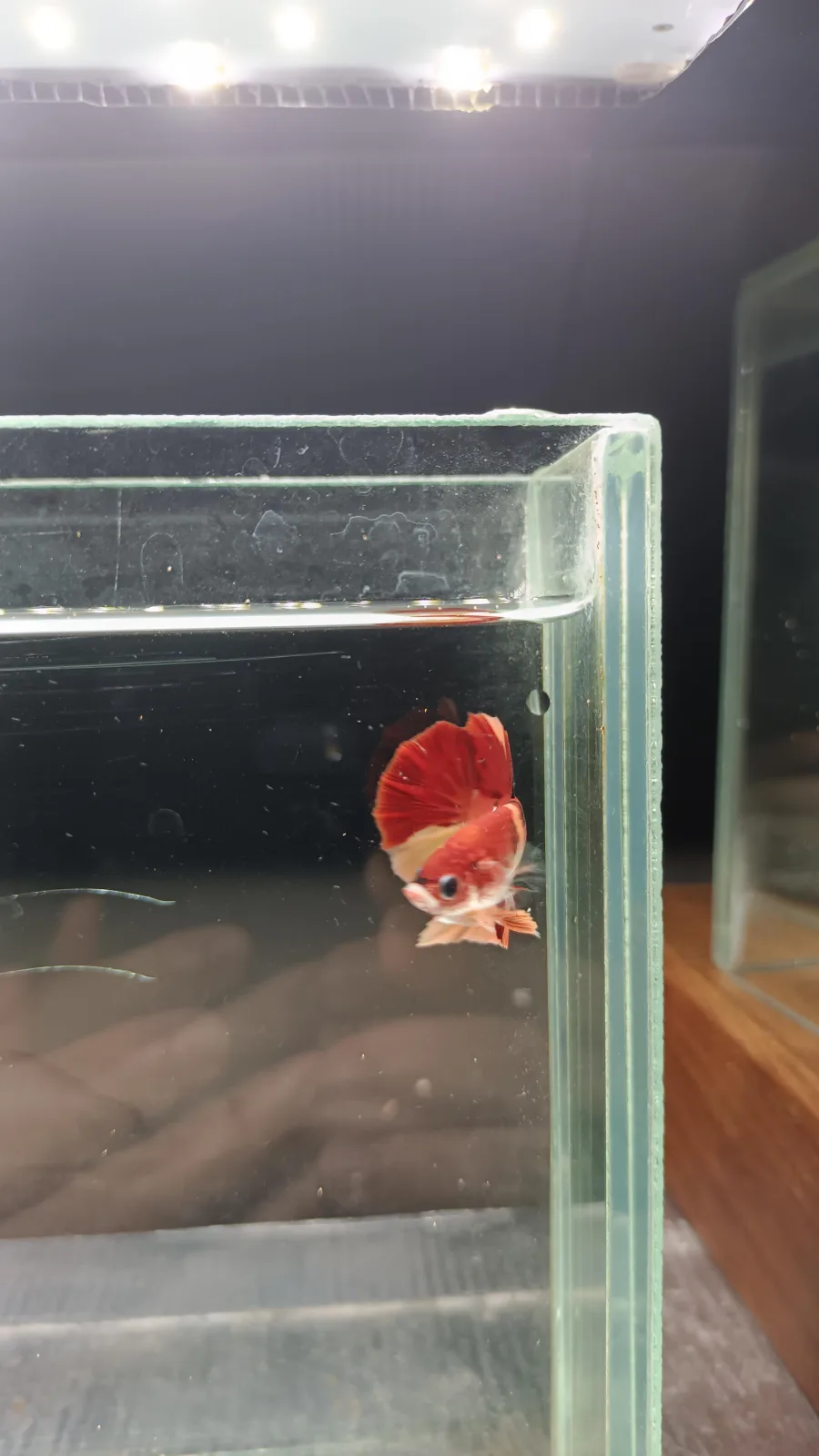 Betta Spendens Fancy Nemo HMPK Male HM-BL-2105226-002 media 4