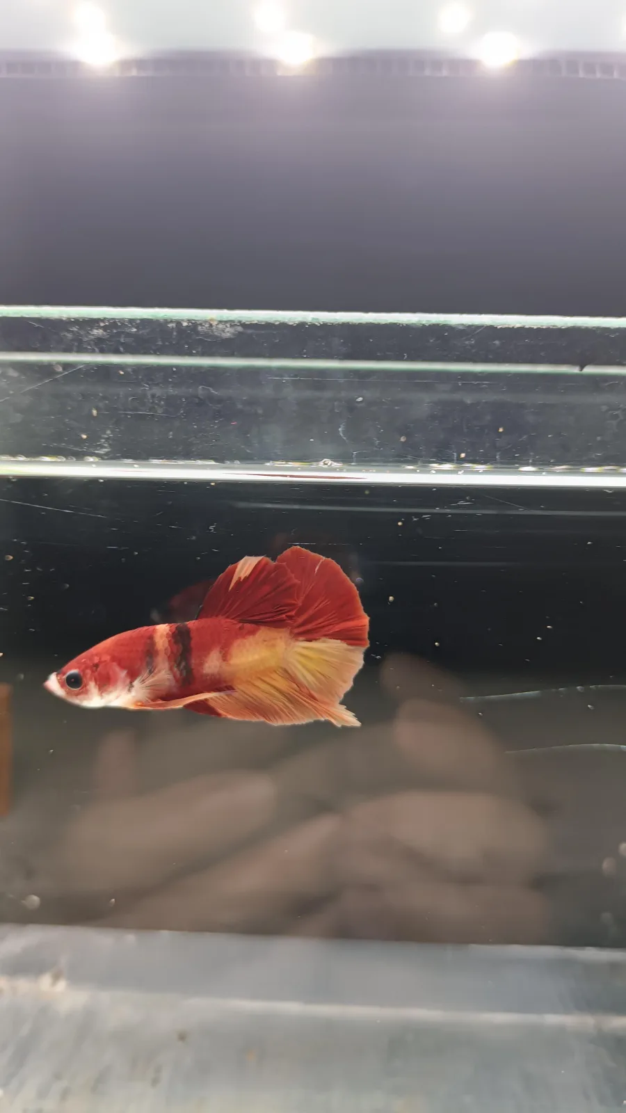Betta Spendens Fancy Nemo HMPK Male HM-BL-2105226-002 media 5