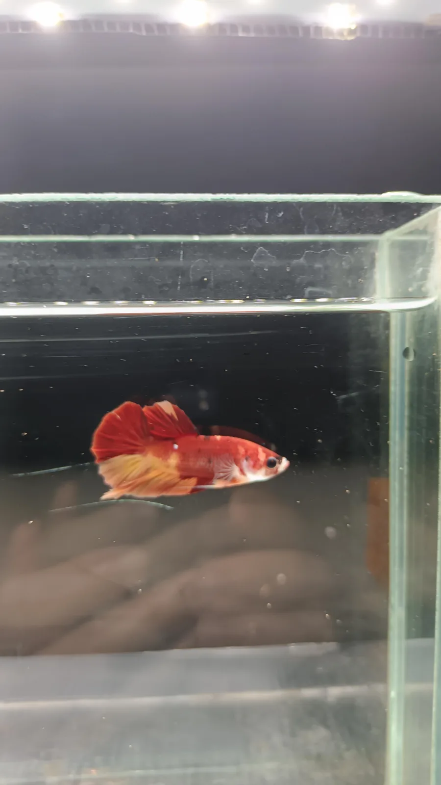Betta Spendens Fancy Nemo HMPK Male HM-BL-2105226-002 media 6
