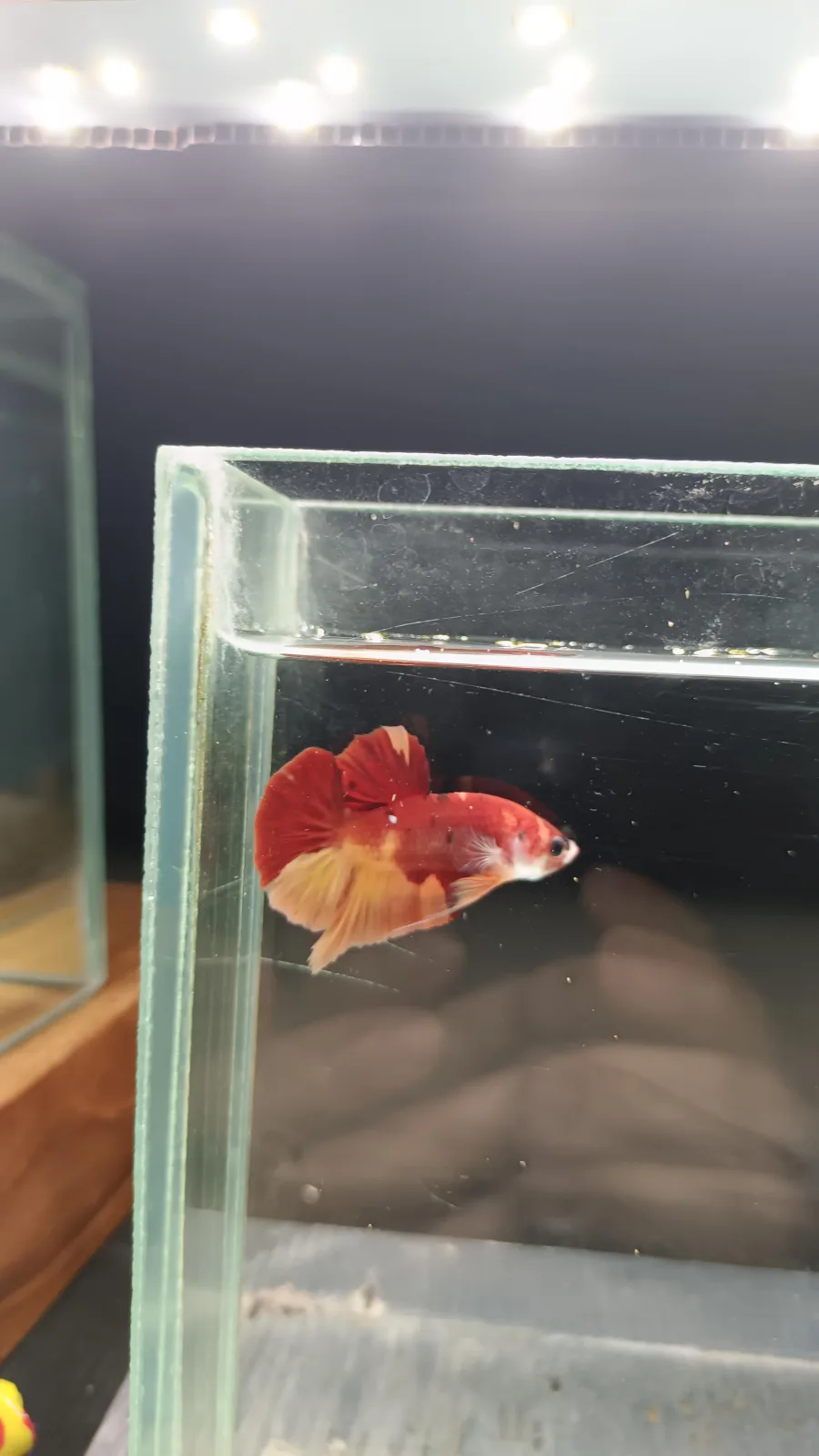 Betta Spendens Fancy Nemo HMPK Male HM-BL-2105226-002 media 7
