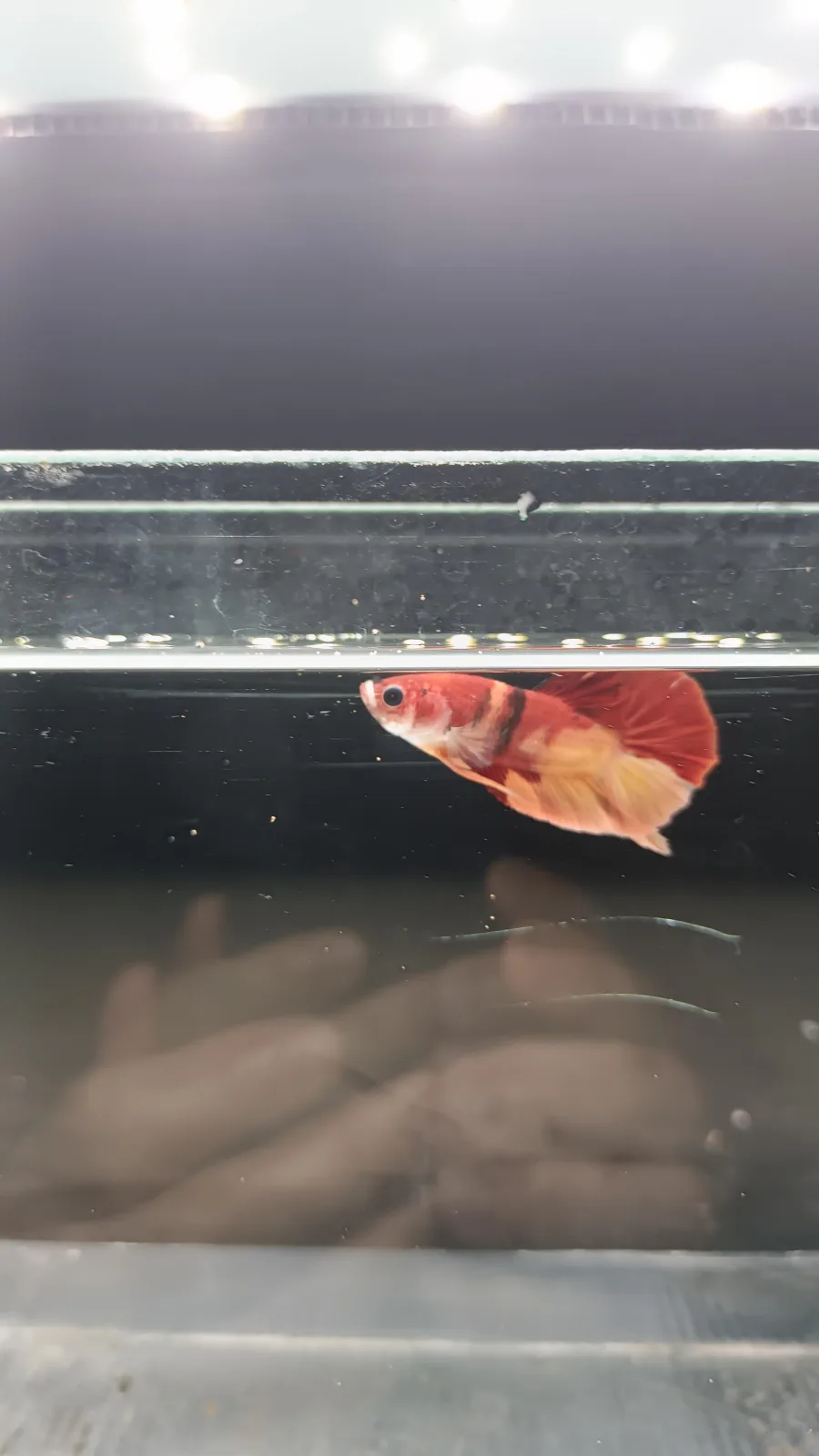Betta Spendens Fancy Nemo HMPK Male HM-BL-2105226-002 media 8