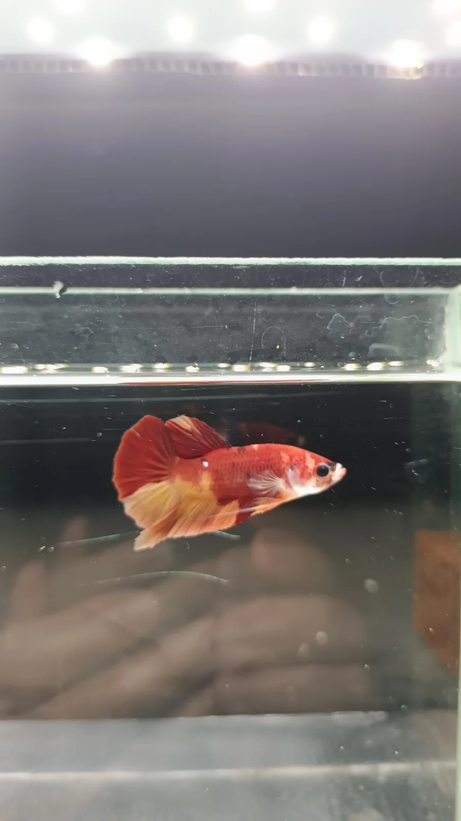 Betta Spendens Fancy Nemo HMPK Male HM-BL-2105226-002 media 9