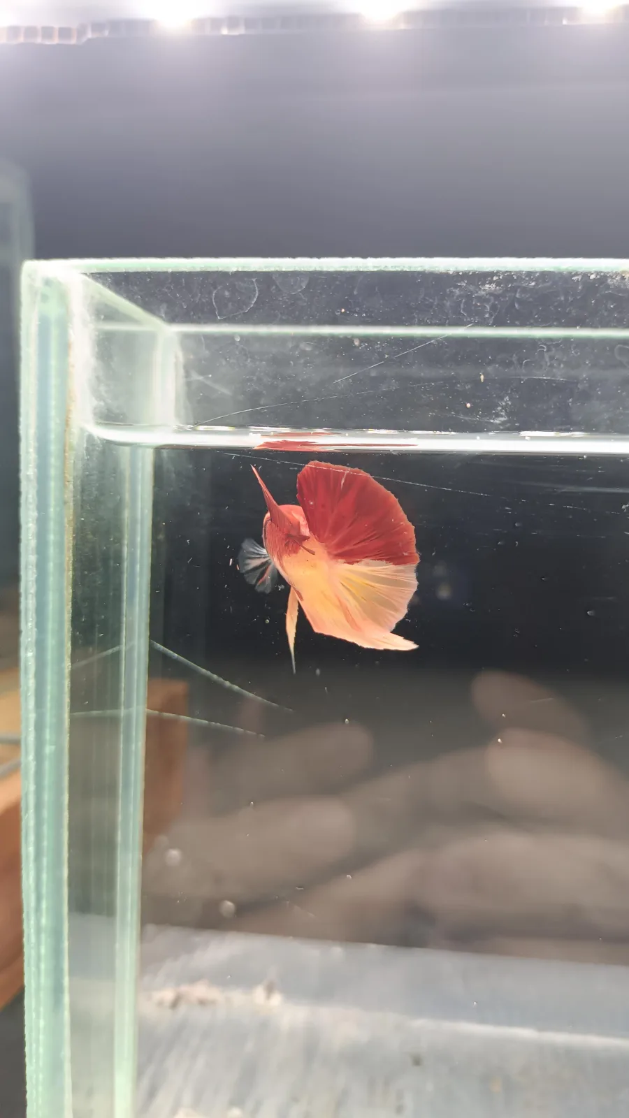 Betta Spendens Fancy Nemo HMPK Male HM-BL-2105226-002 media 10