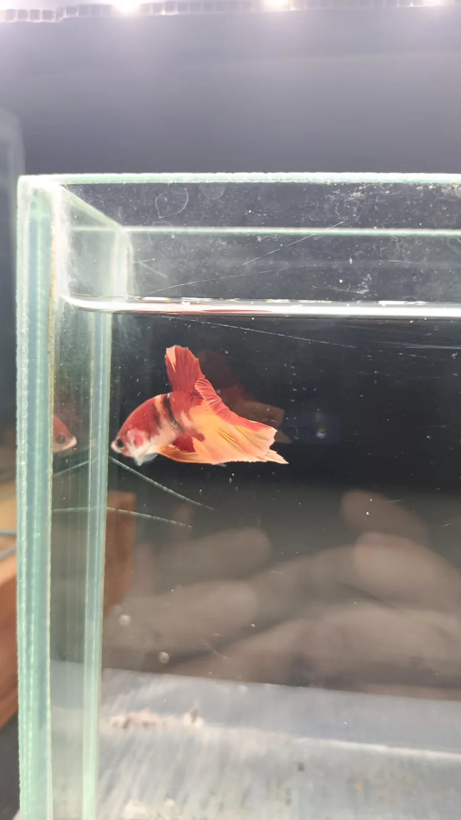 Betta Spendens Fancy Nemo HMPK Male HM-BL-2105226-002 media 11