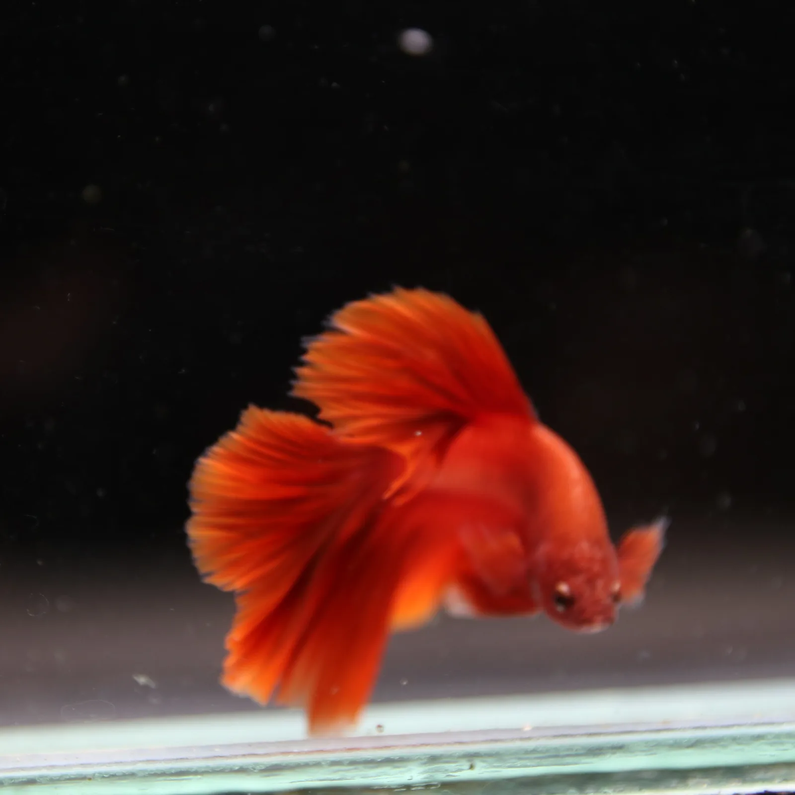 Betta Live Fish Premium Mandarin Orange Halfmoon media 2