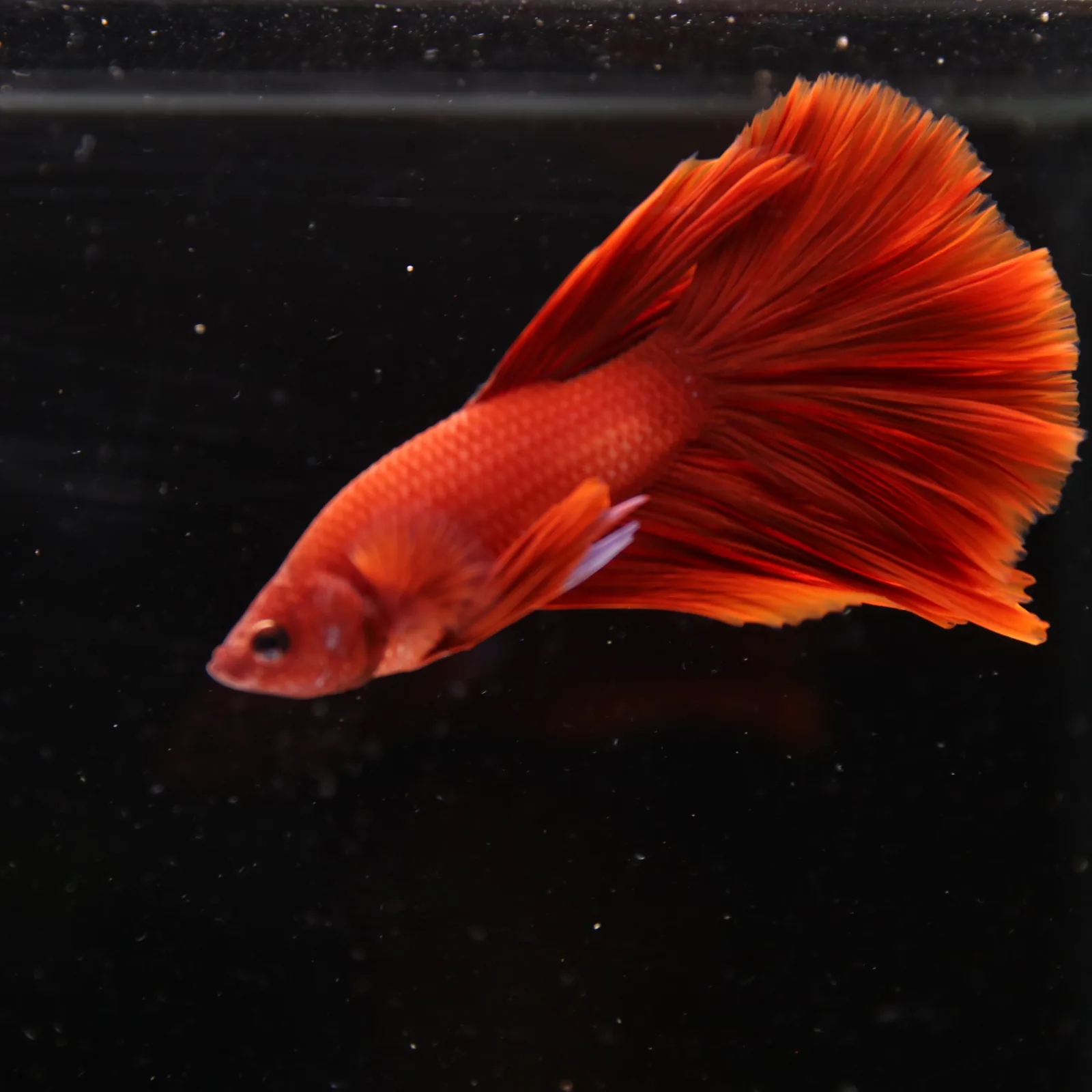Betta Live Fish Premium Mandarin Orange Halfmoon media 3