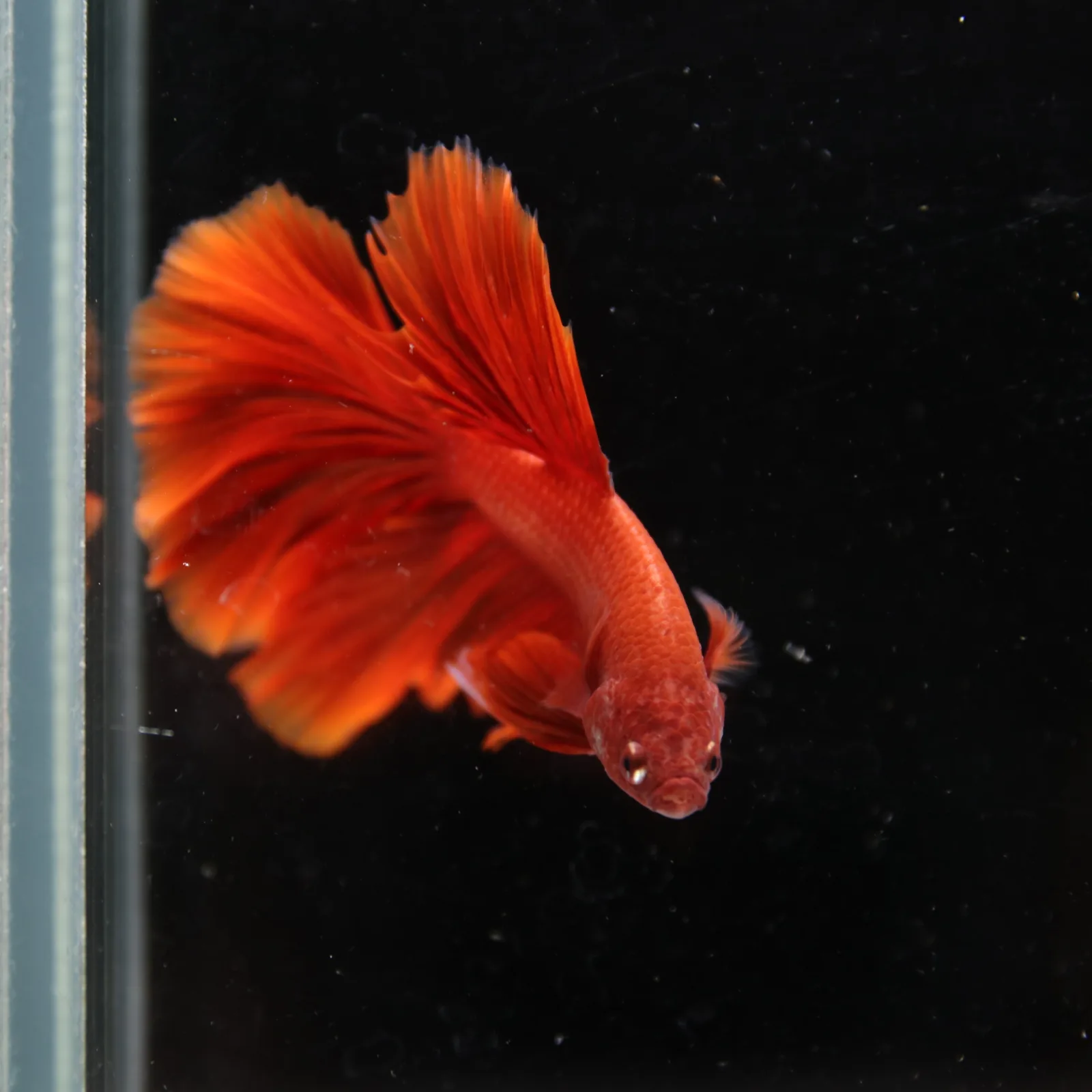 Betta Live Fish Premium Mandarin Orange Halfmoon media 4