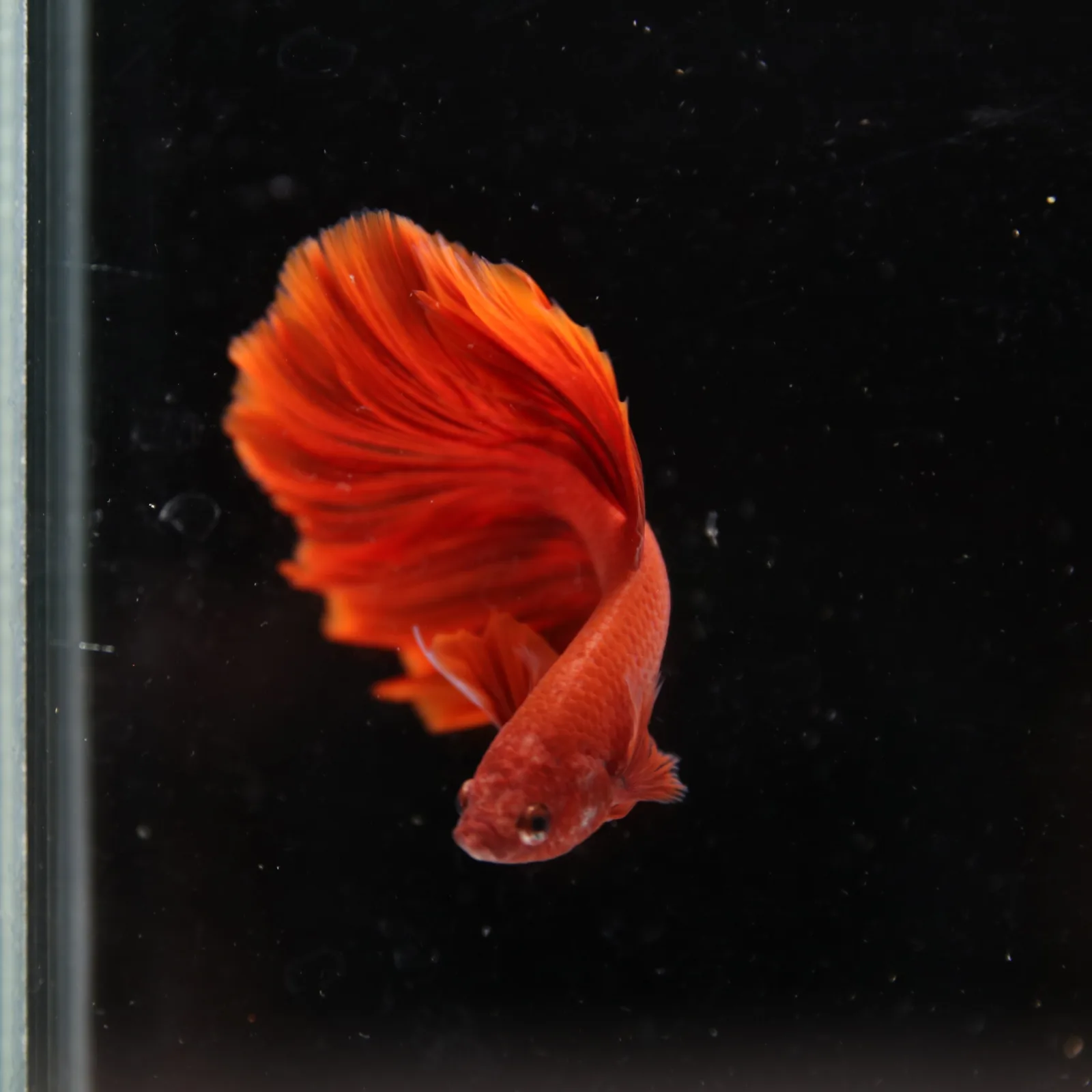 Betta Live Fish Premium Mandarin Orange Halfmoon media 5