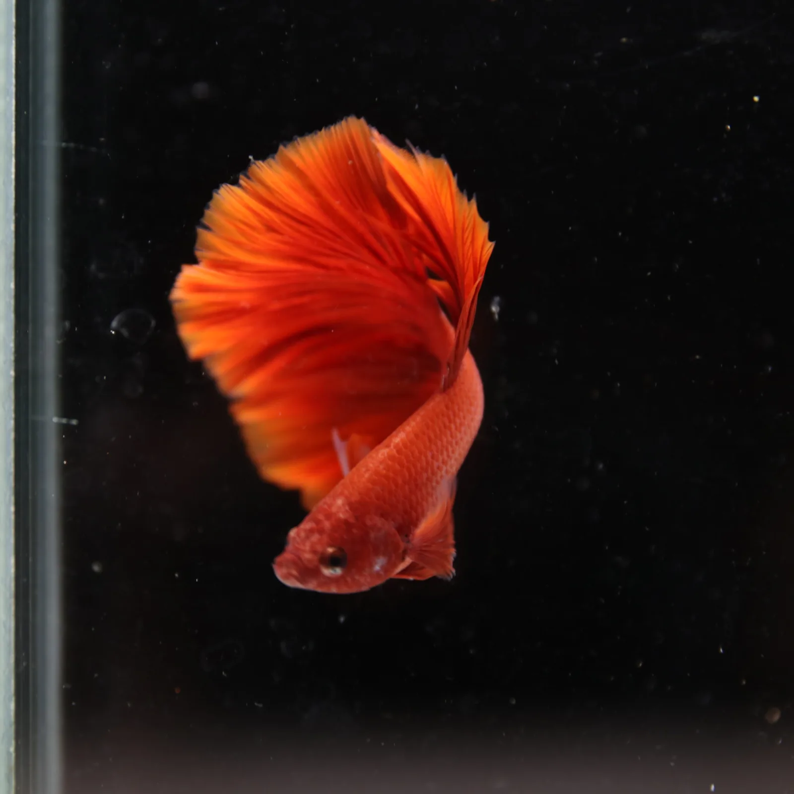 Betta Live Fish Premium Mandarin Orange Halfmoon media 6