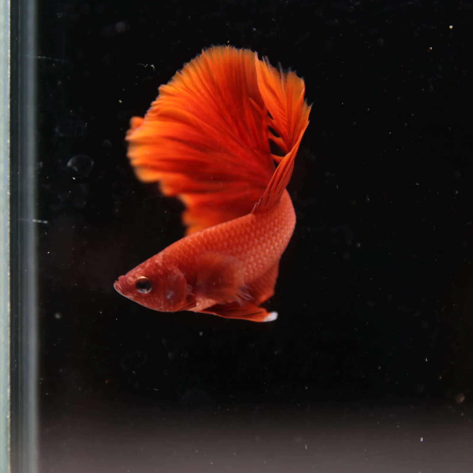 Betta Live Fish Premium Mandarin Orange Halfmoon media 7