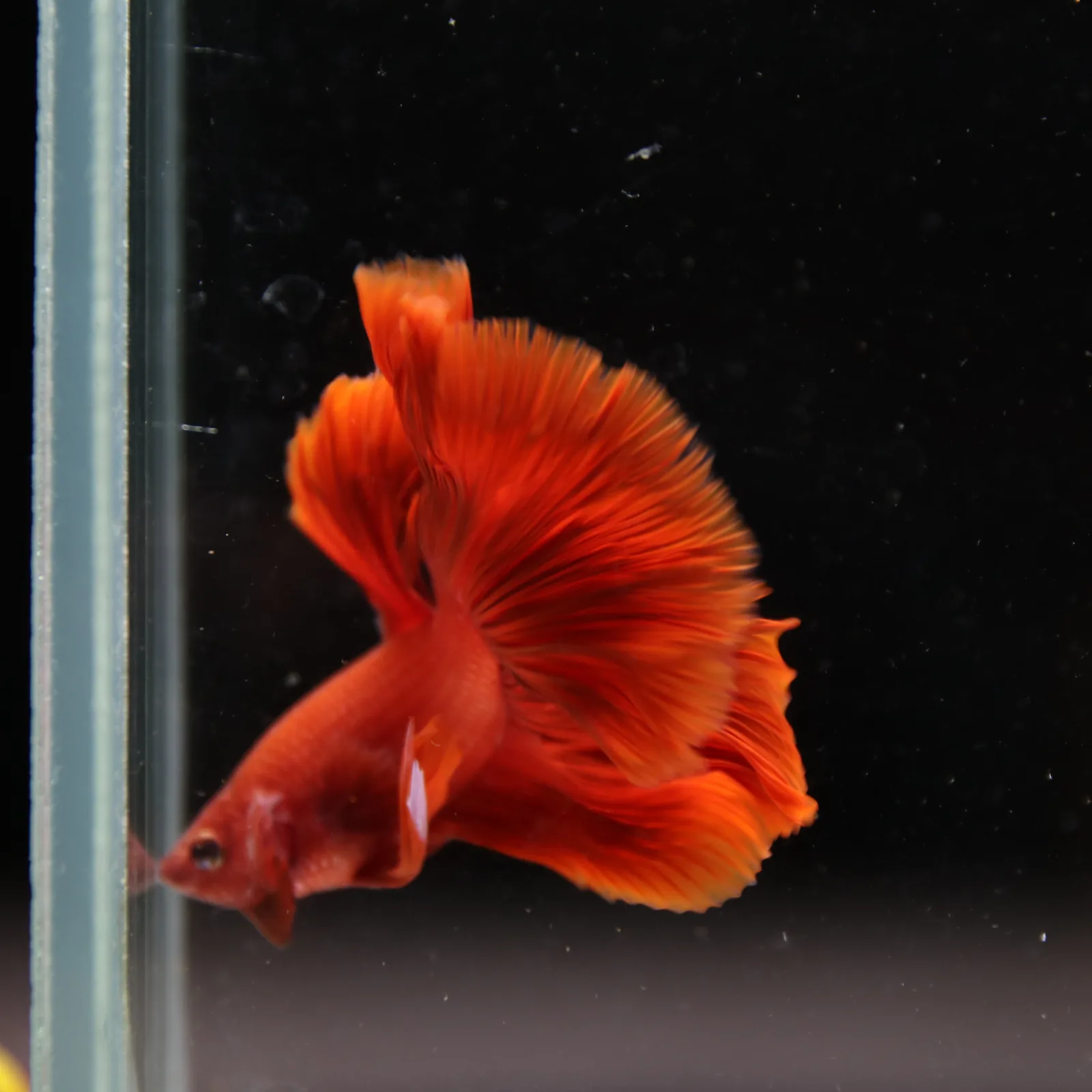 Betta Live Fish Premium Mandarin Orange Halfmoon media 8