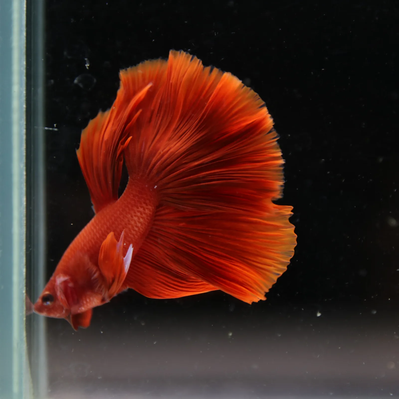 Betta Live Fish Premium Mandarin Orange Halfmoon media 9