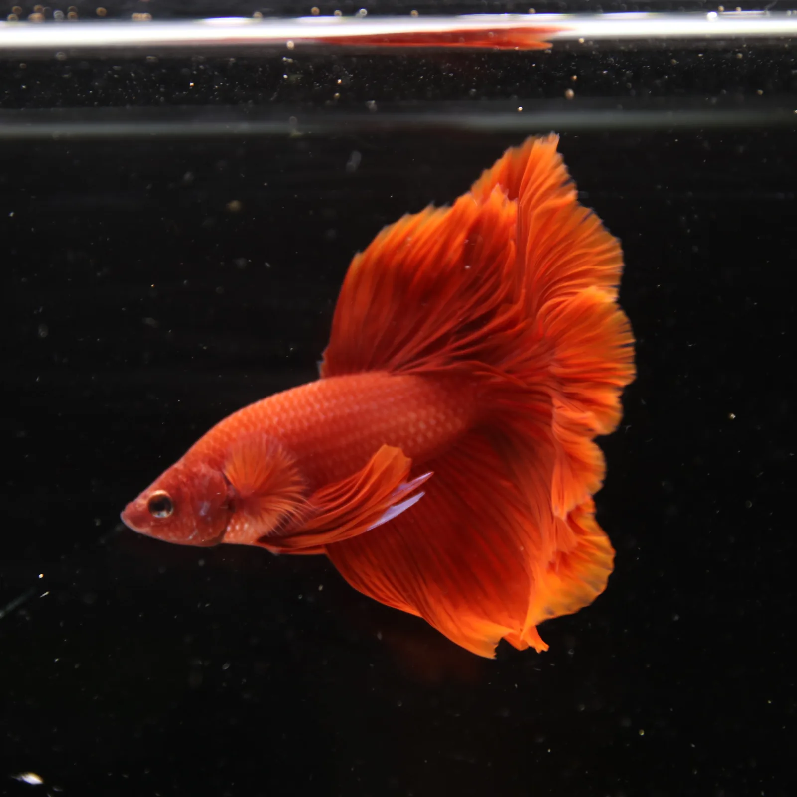 Betta Live Fish Premium Mandarin Orange Halfmoon media 10
