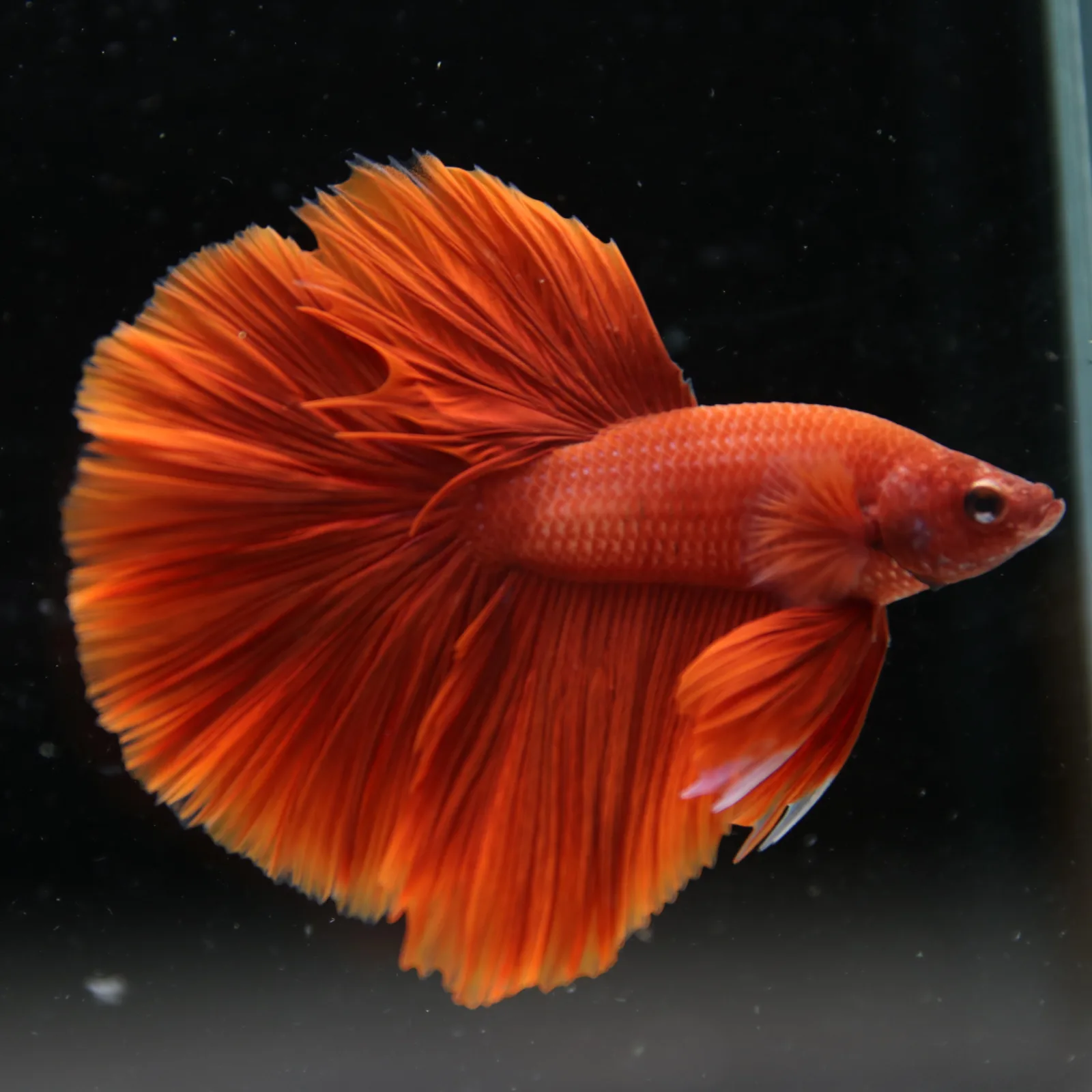 Betta Live Fish Premium Mandarin Orange Halfmoon media 11