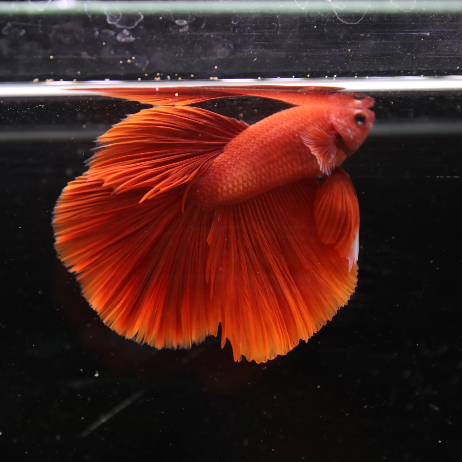 Betta Live Fish Premium Mandarin Orange Halfmoon media 12