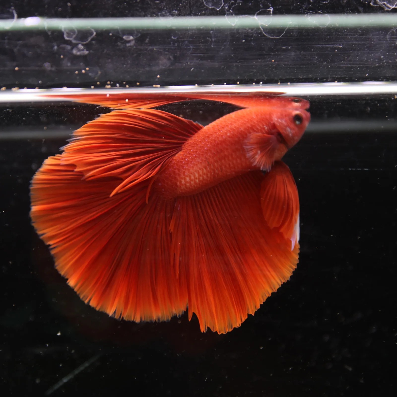 Betta Live Fish Premium Mandarin Orange Halfmoon media 13