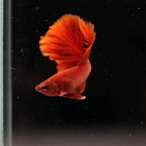 Betta Live Fish Premium Mandarin Orange Halfmoon