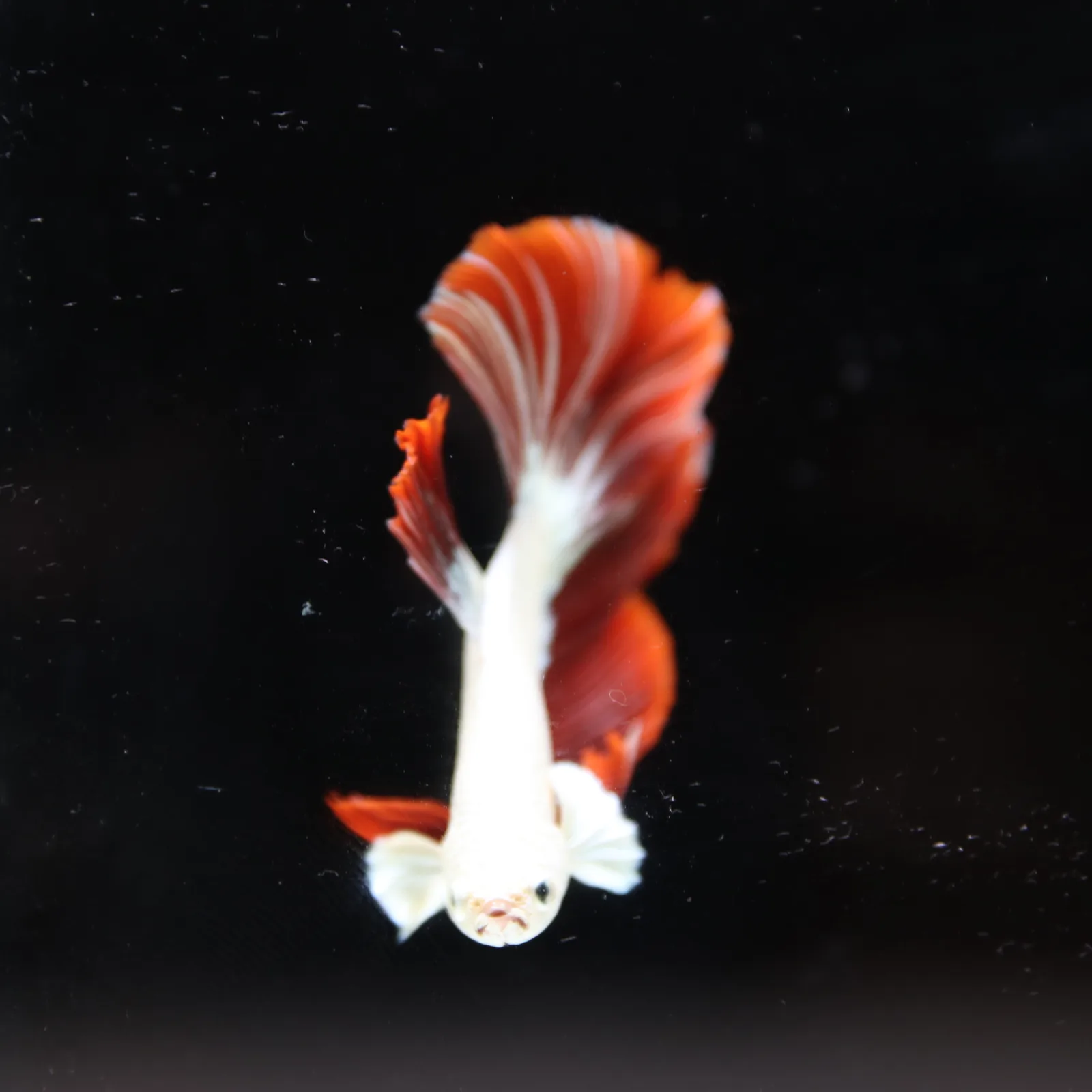 Betta Live fish Premium Red Dragon Halfmoon Betta media 2