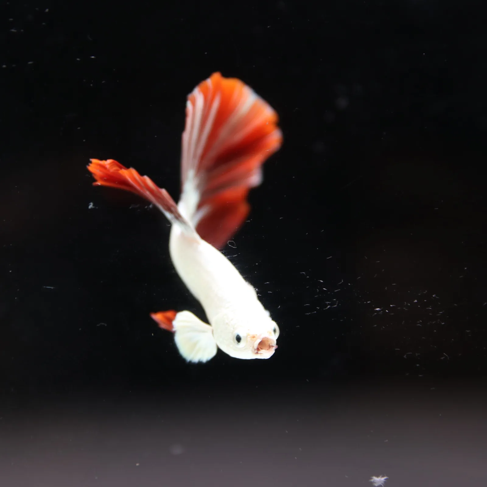 Betta Live fish Premium Red Dragon Halfmoon Betta media 3