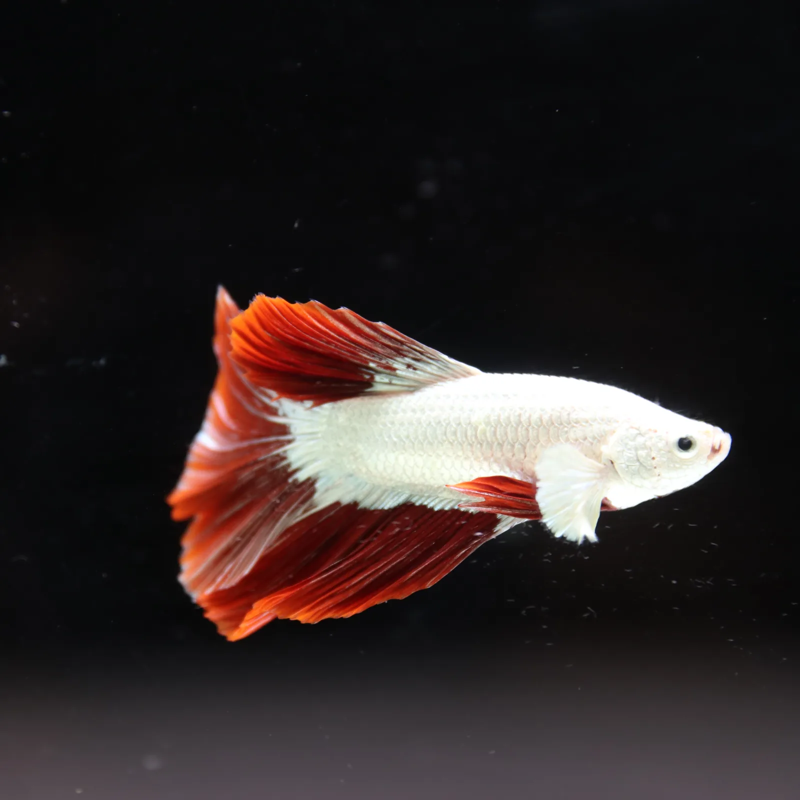 Betta Live fish Premium Red Dragon Halfmoon Betta media 4