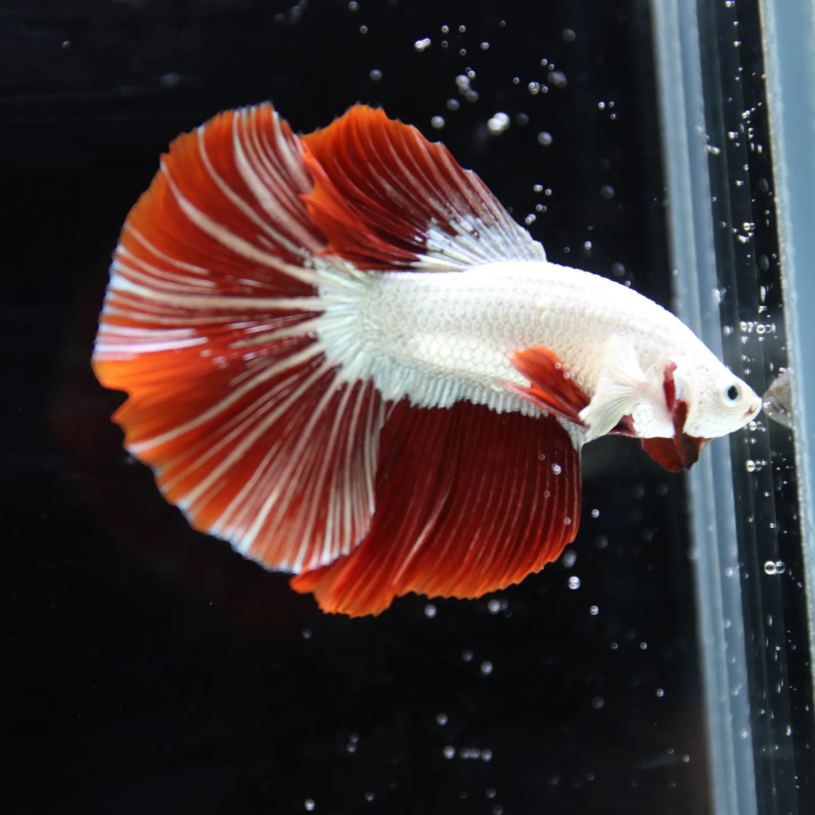 Betta Live fish Premium Red Dragon Halfmoon Betta media 5