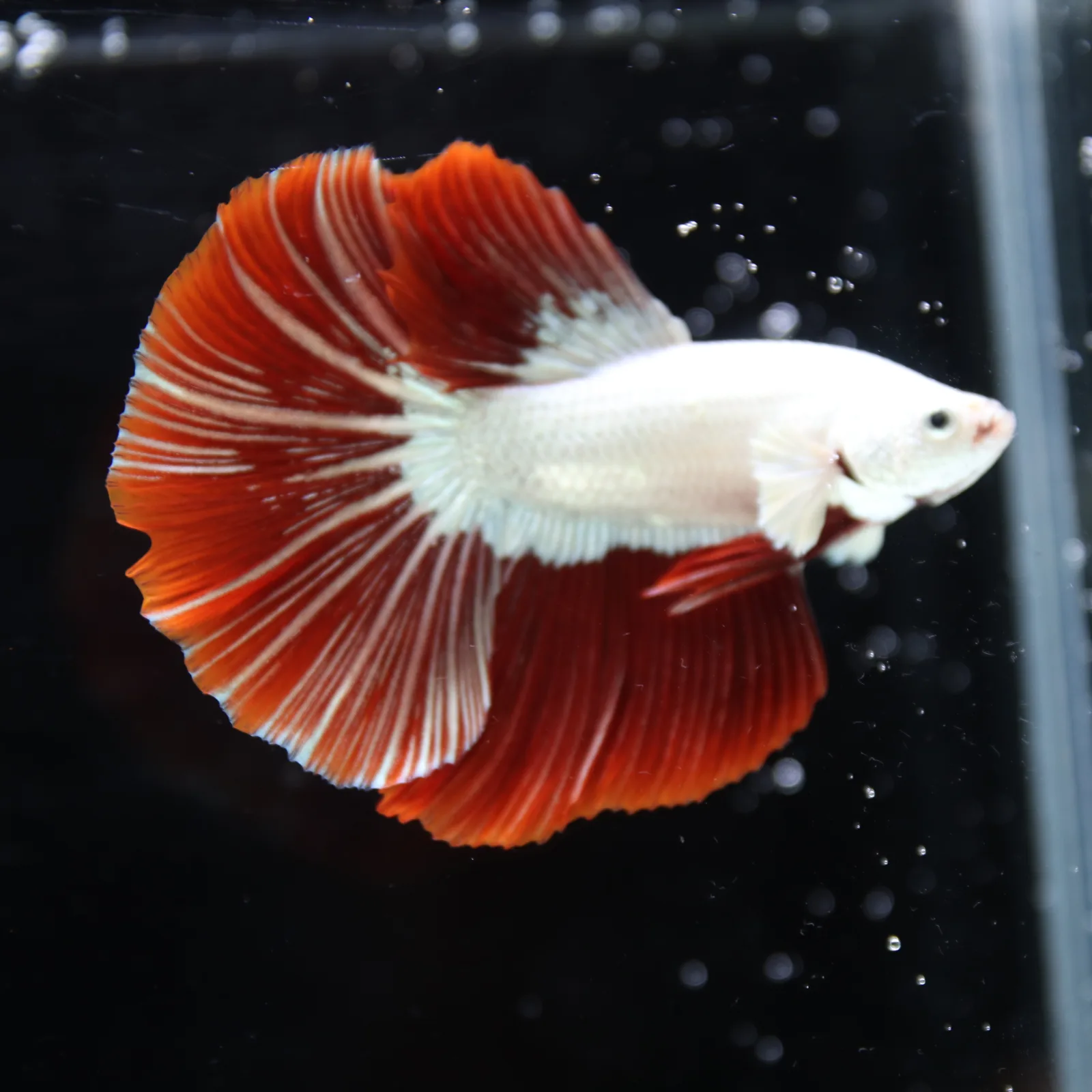 Betta Live fish Premium Red Dragon Halfmoon Betta media 6
