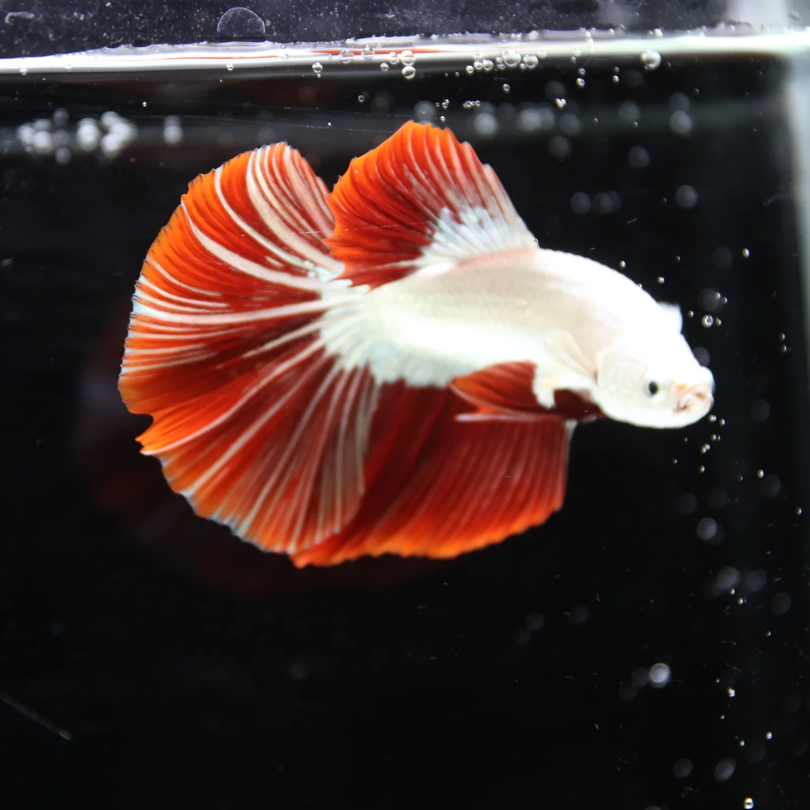 Betta Live fish Premium Red Dragon Halfmoon Betta media 7