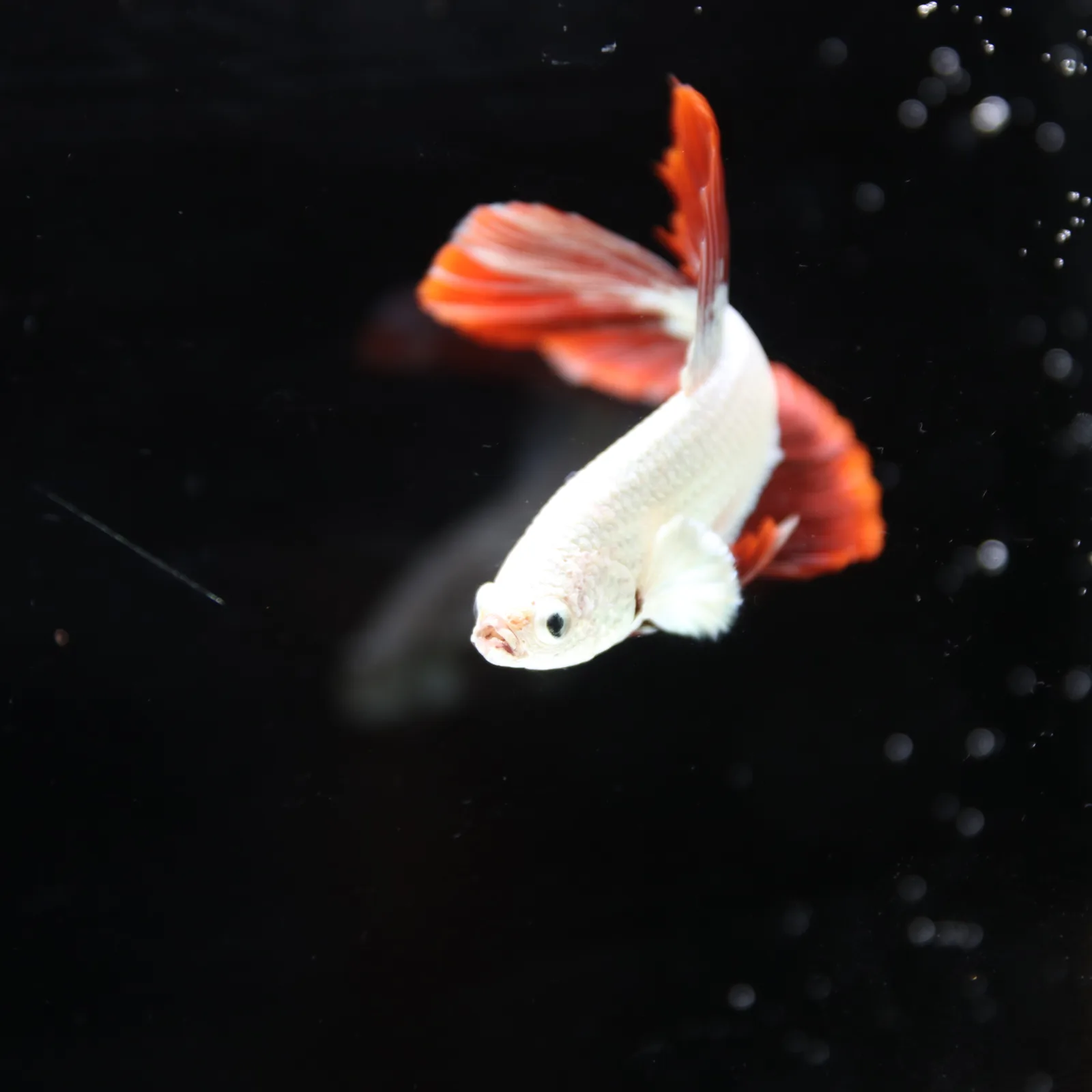 Betta Live fish Premium Red Dragon Halfmoon Betta media 8
