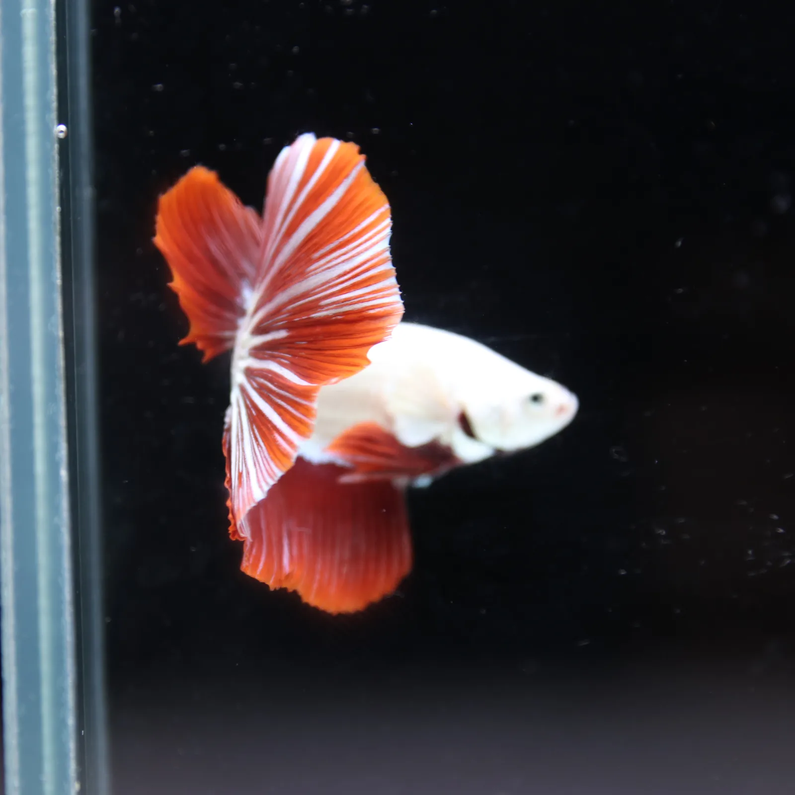 Betta Live fish Premium Red Dragon Halfmoon Betta media 9